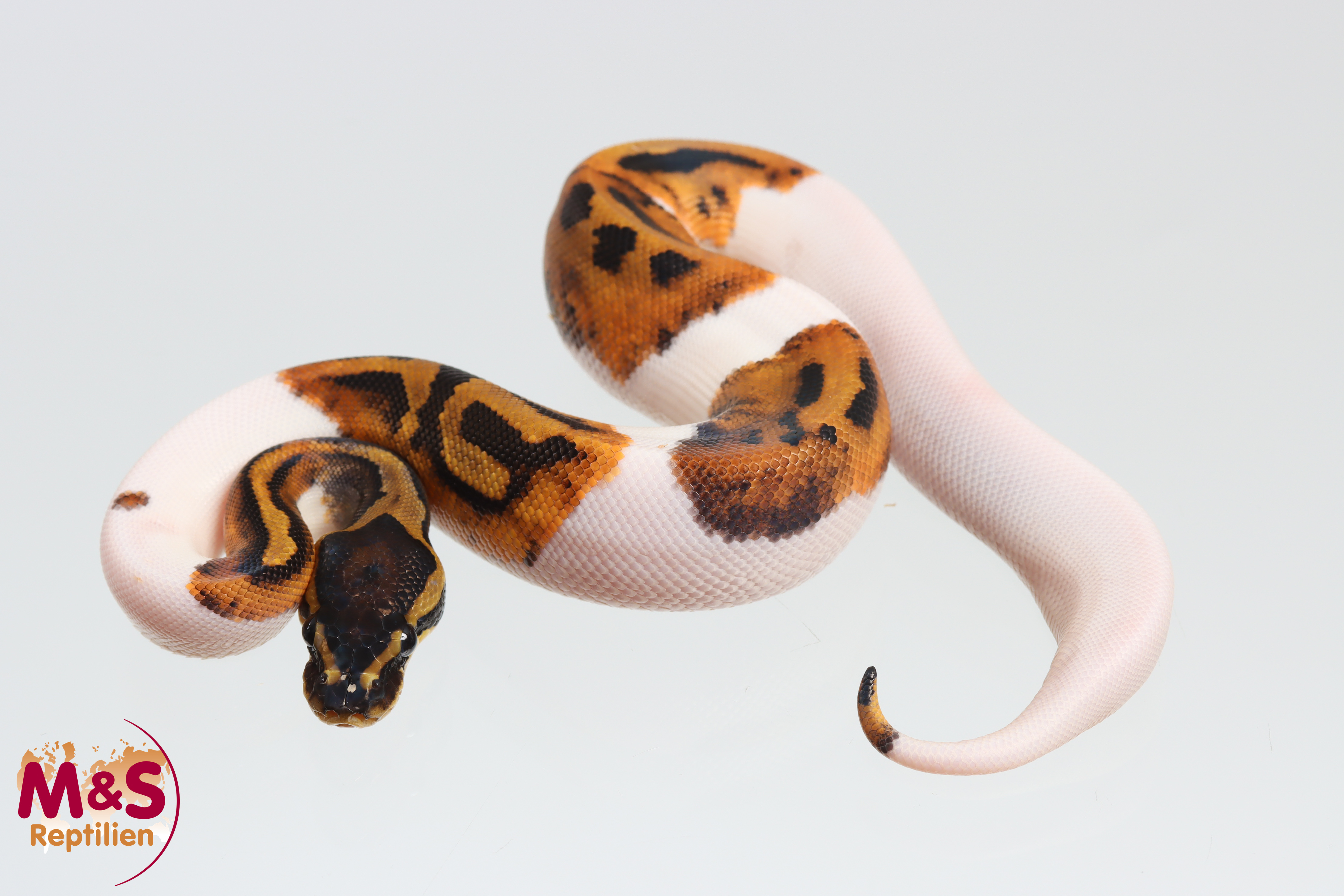 0.1 (Female) Piebald poss. Gene X poss. Leopard Königspython NZ´M&S´26 Python regius