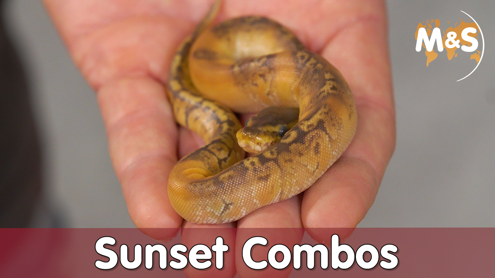 Sunset Combos | Die teuersten Regius Combos 2020 | Reptil TV