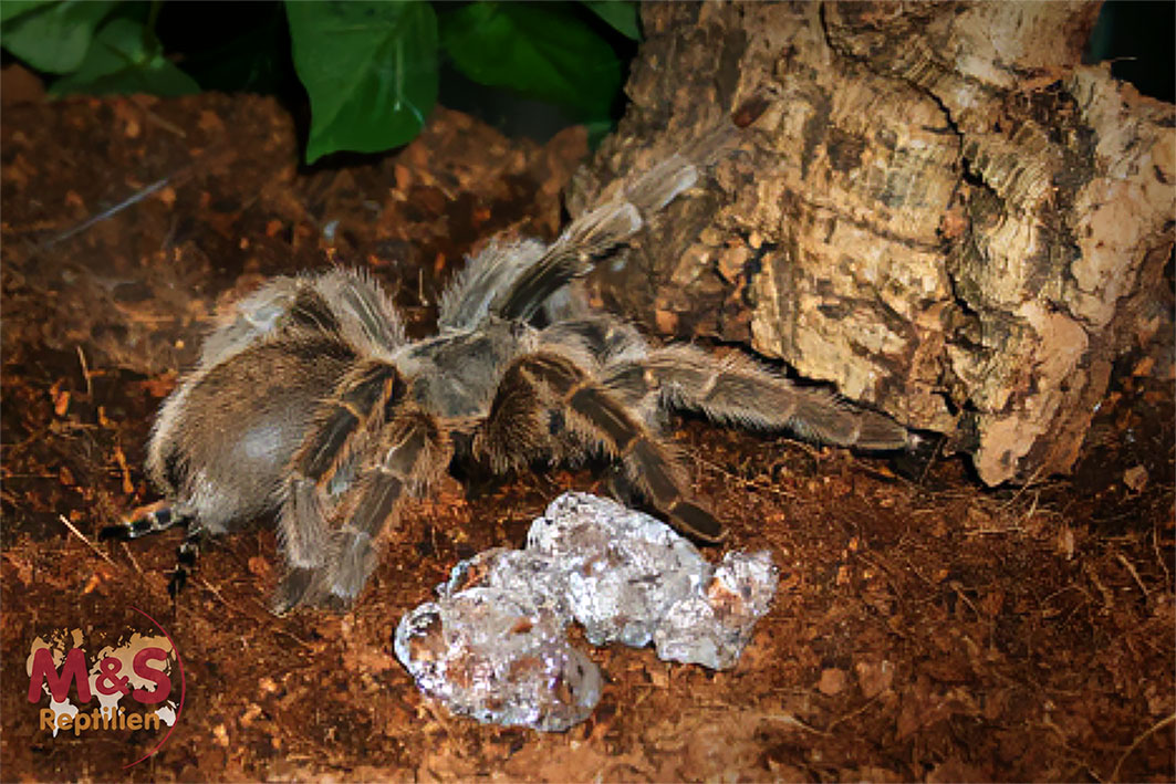 M&S Reptile, Aqua Gel, plus Mineral (750 ml)