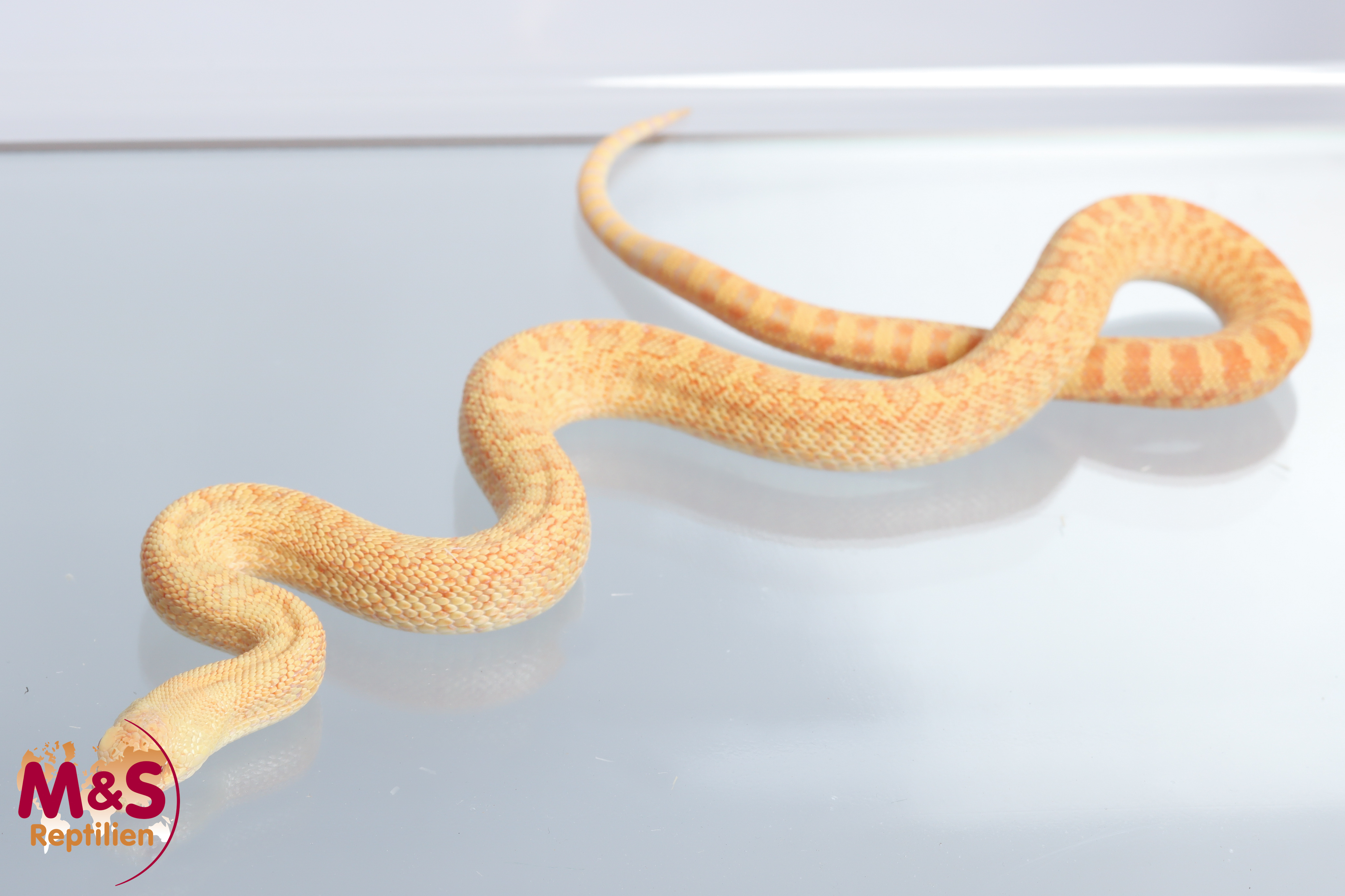 Bullennatter "Albino" NZ´25 (ca. 90-100 cm) Pituophis c. sayi