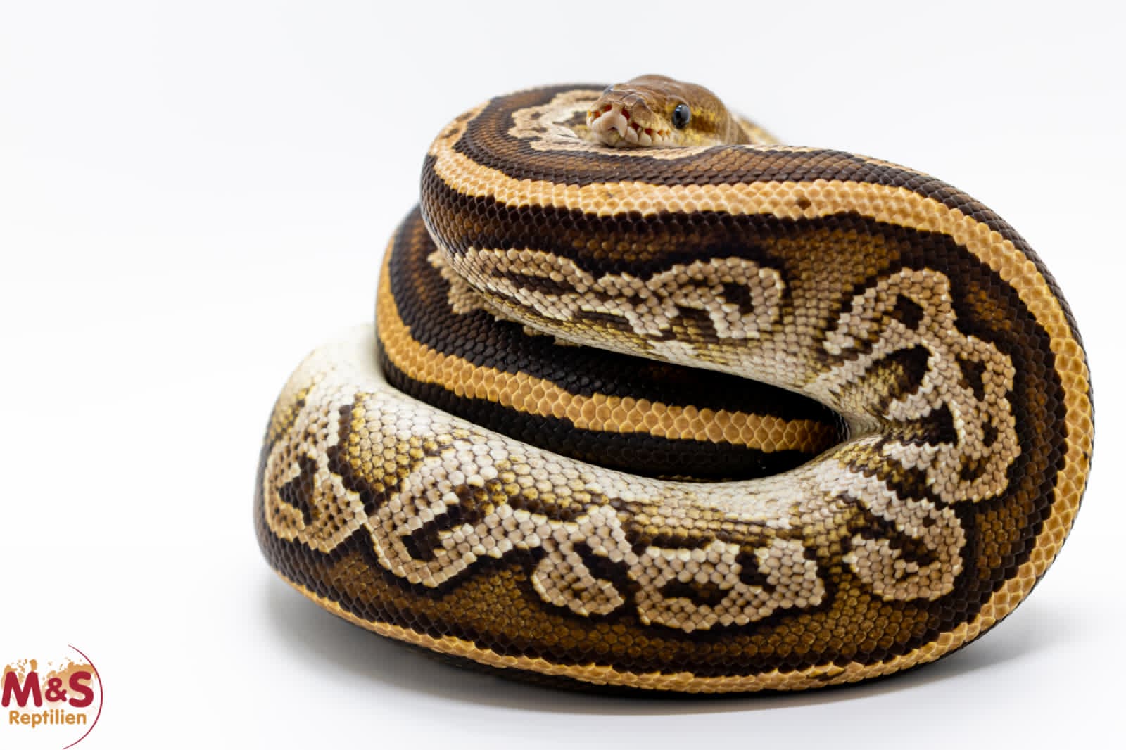 1.0 (Male) Bongo - Cinnamon - Question Königspython NZ´M&S´22 Python regius