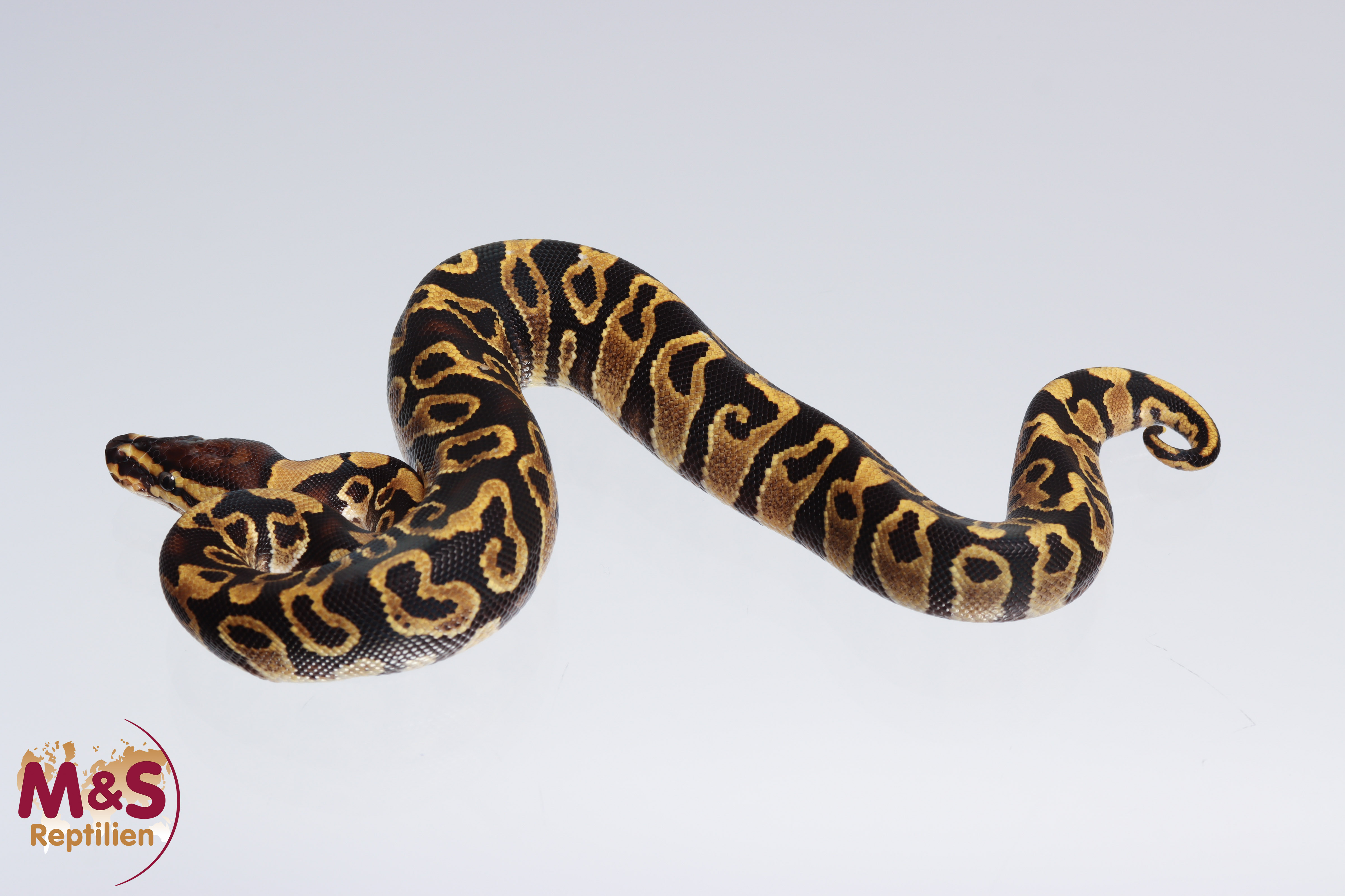 1.0 (Male) Gravel 50% pos. hetero Ultramel Königspython NZ´M&S´22 Python regius