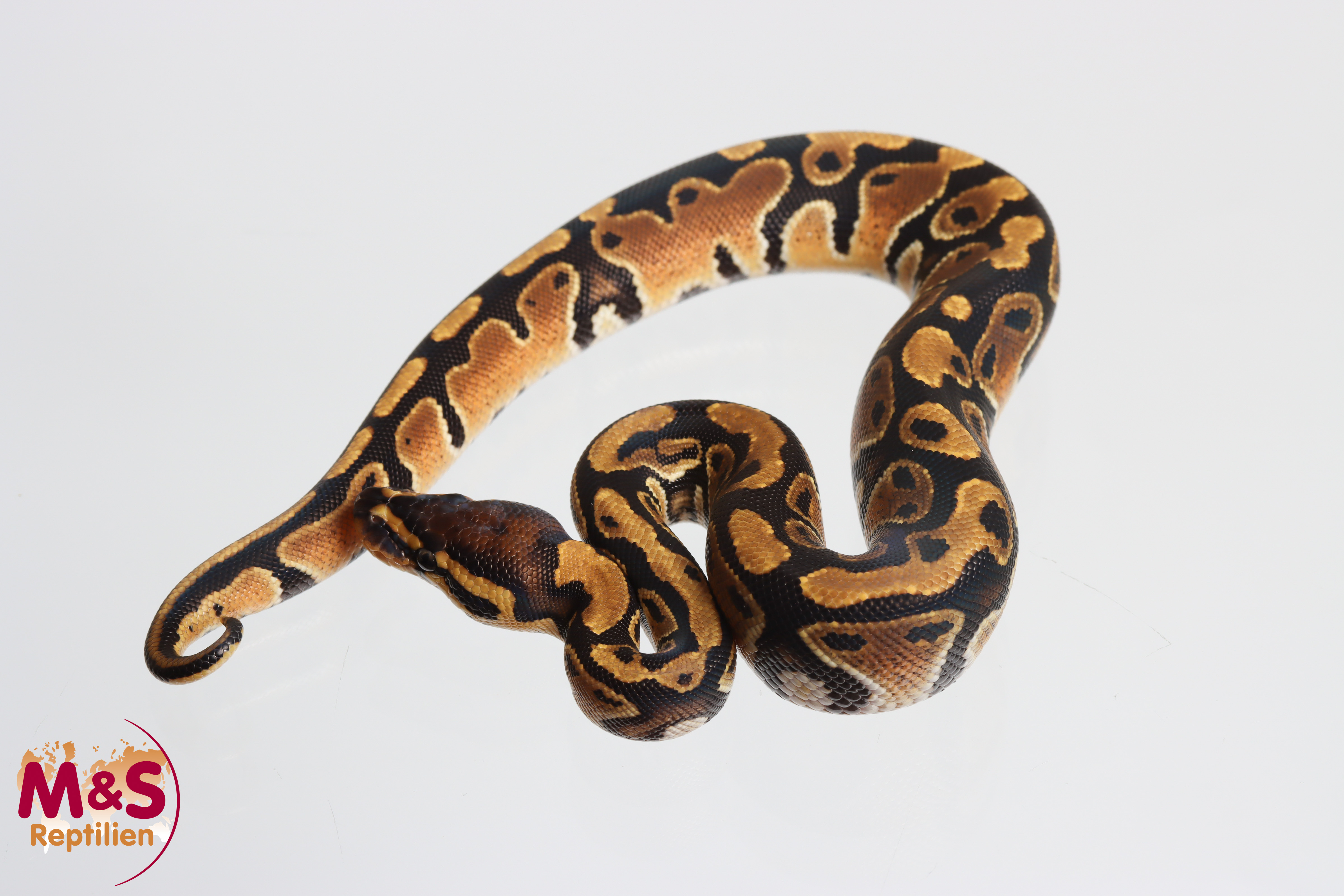 1.0 (Male) 100% hetero Clown Königspython NZ´M&S´26 Python regius