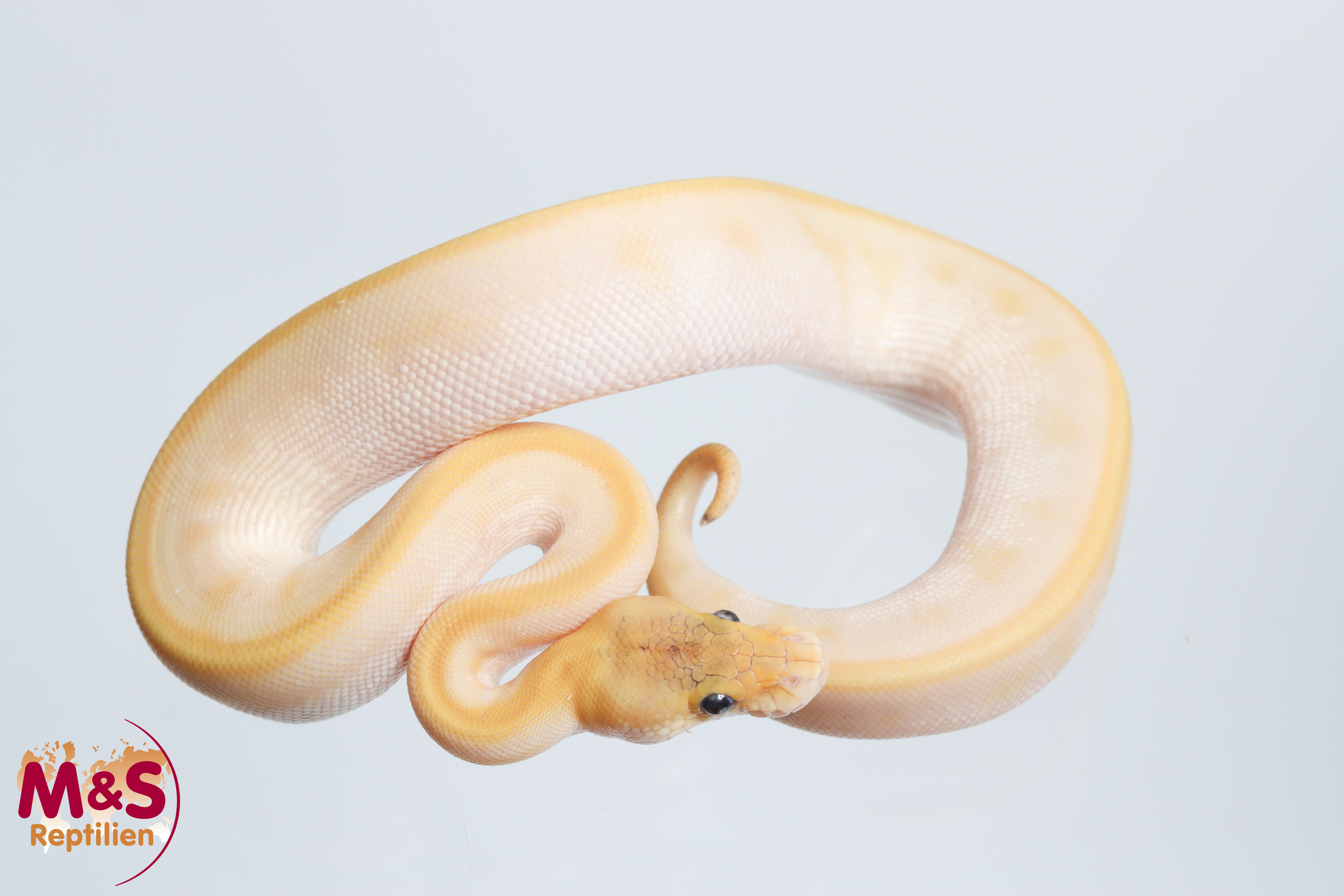 0.1 (Female) Coral Glow (Banana) Champagne poss. Pastel poss. Mojave poss. Circle Königspython NZ´M&S´26 Python regius