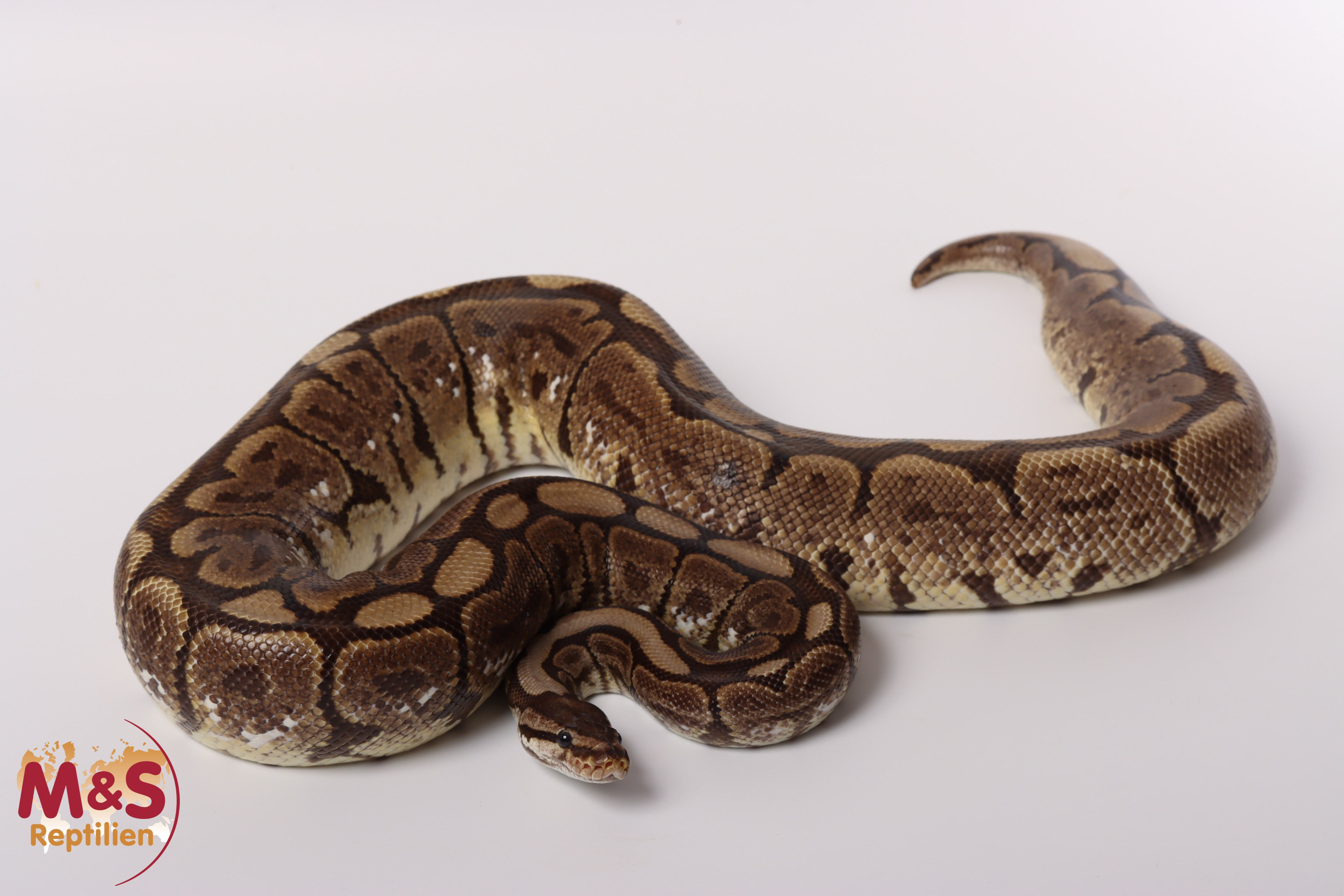 0.1 (Female) Spider - ?? Königspython NZ´M&S´18 Python regius