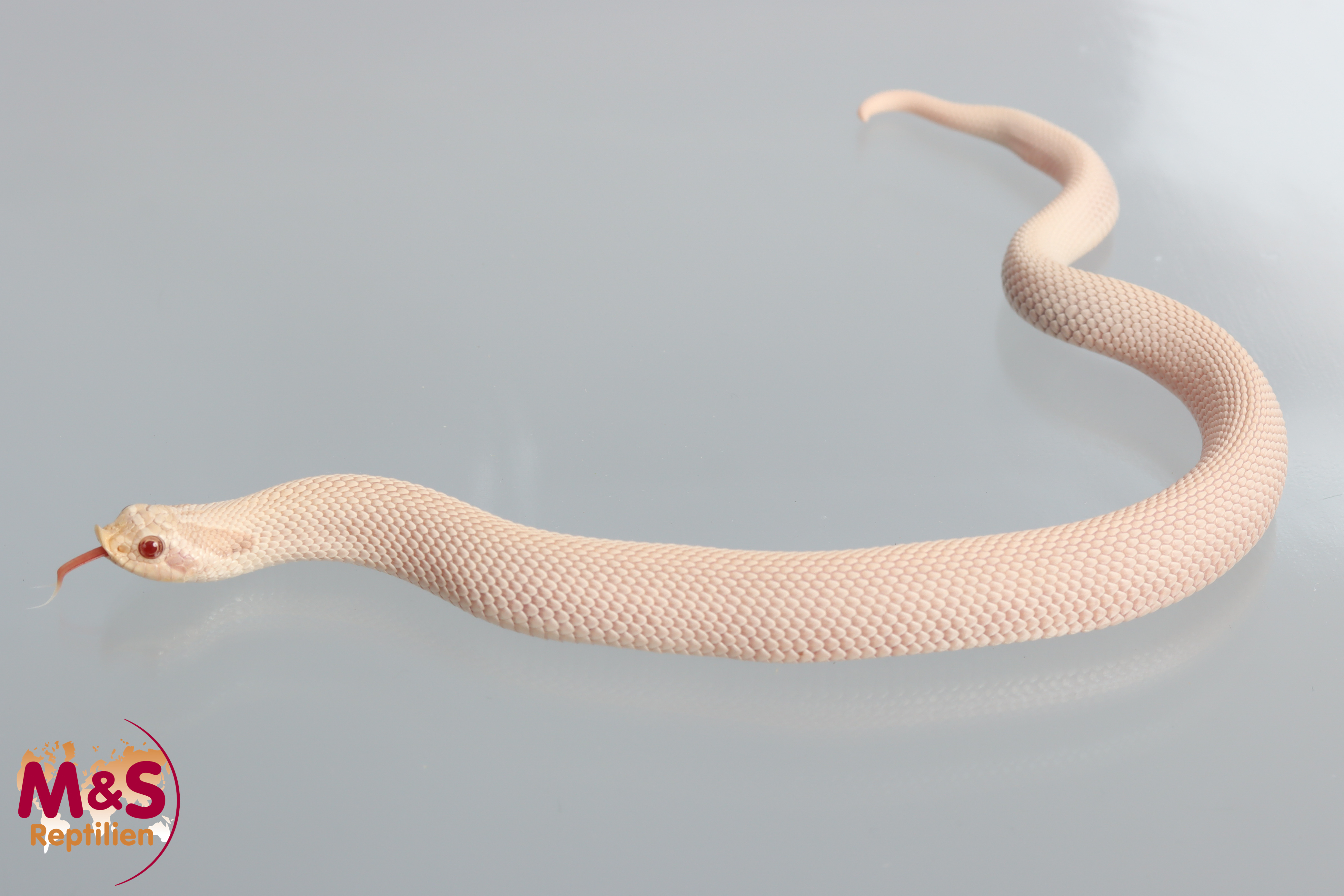 Super Yeti Hakennasennatter NZ´25 (ca.30cm) Heterodon n. nasicus (Symbolbild)