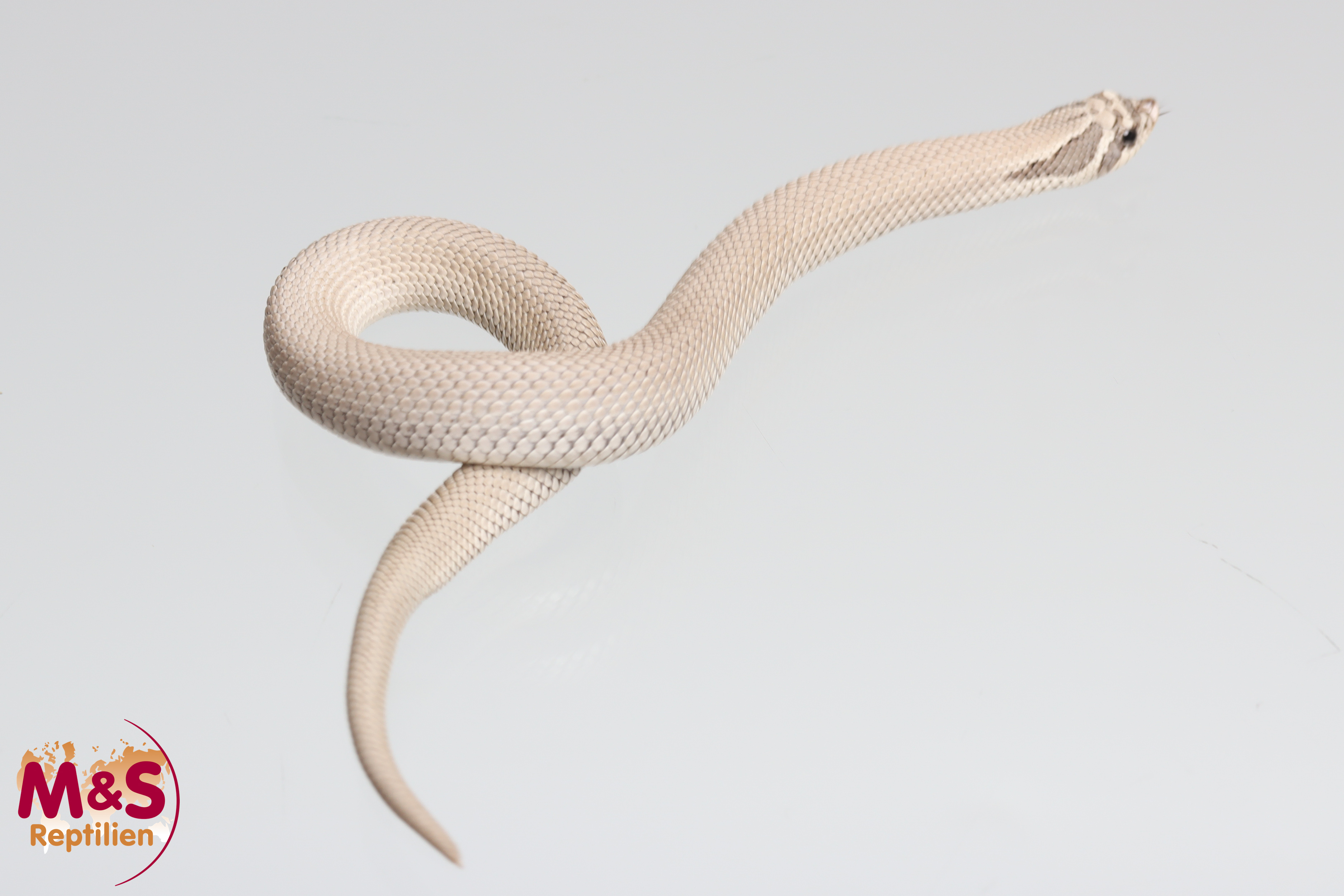 0.1 (Female) Axanthic Superconda het. Snow Hakennasennatter NZ´25 (small) Heterodon n. nasicus (Symbolbild)