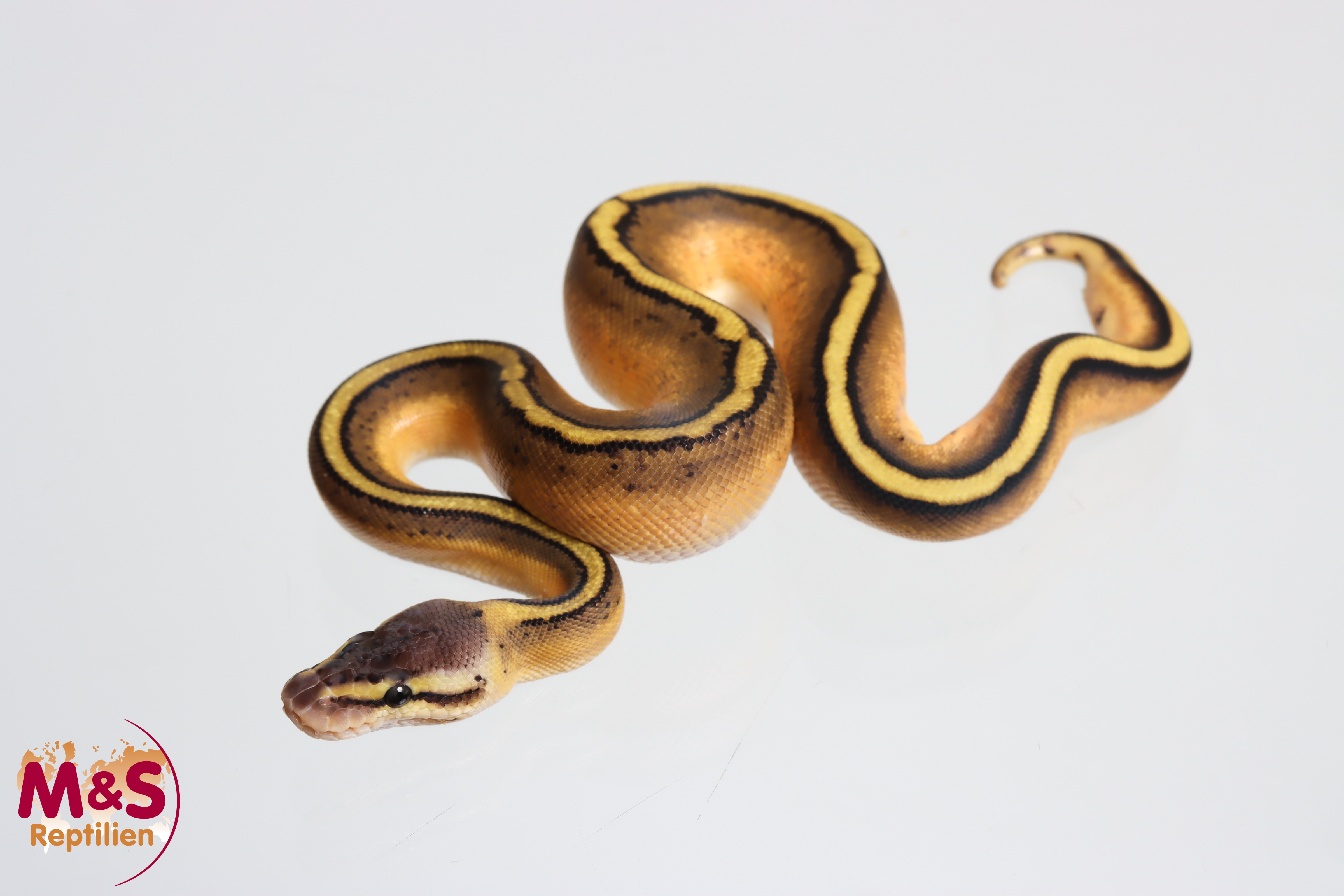 1.0 (Male) Genetic Stripe-Pastel Königspython NZ' M&S 26 Python regius