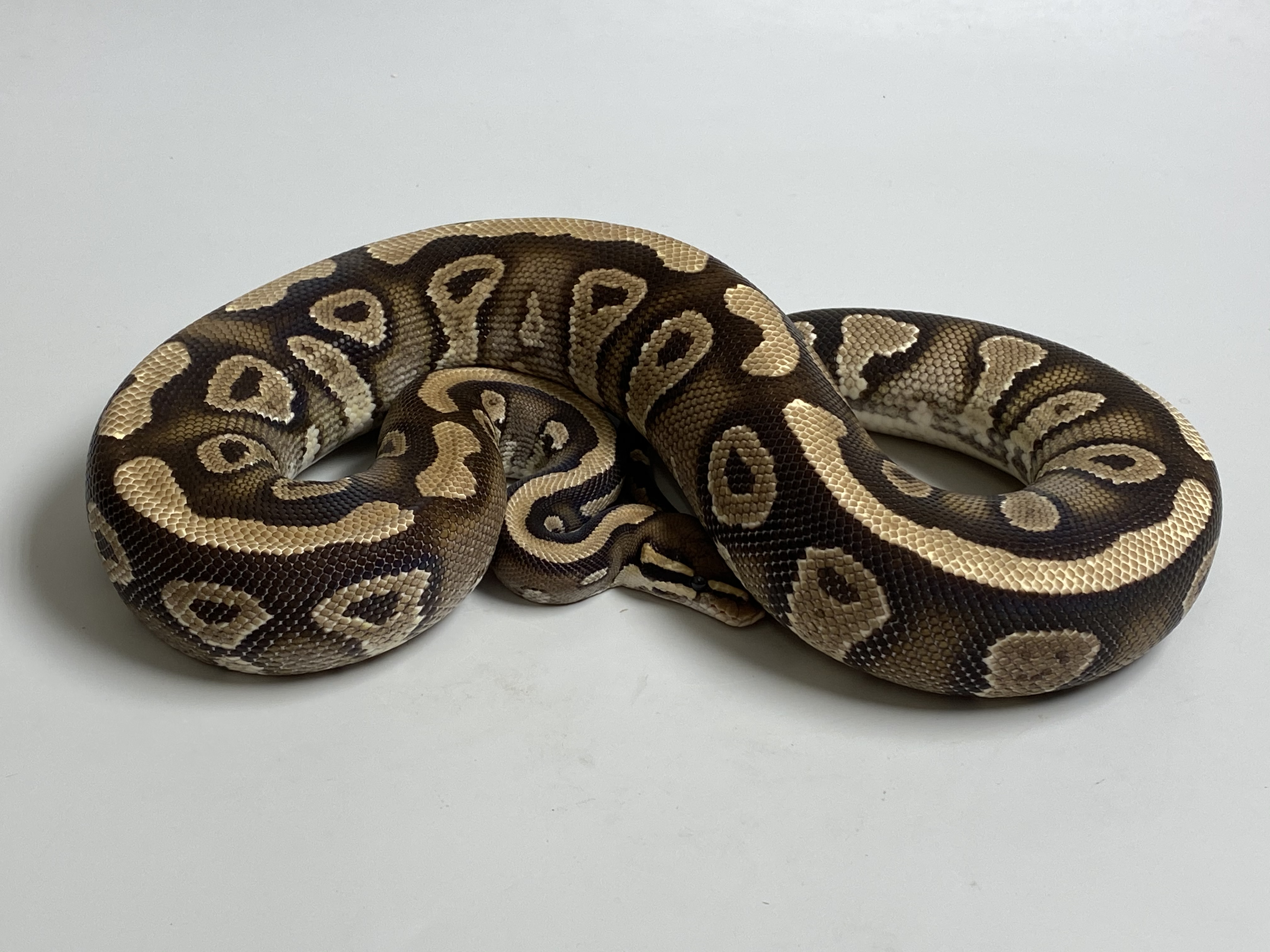 0.1 ( Female) Phantom poss.Gravel Königspython NZ´M&S´17 Python regius