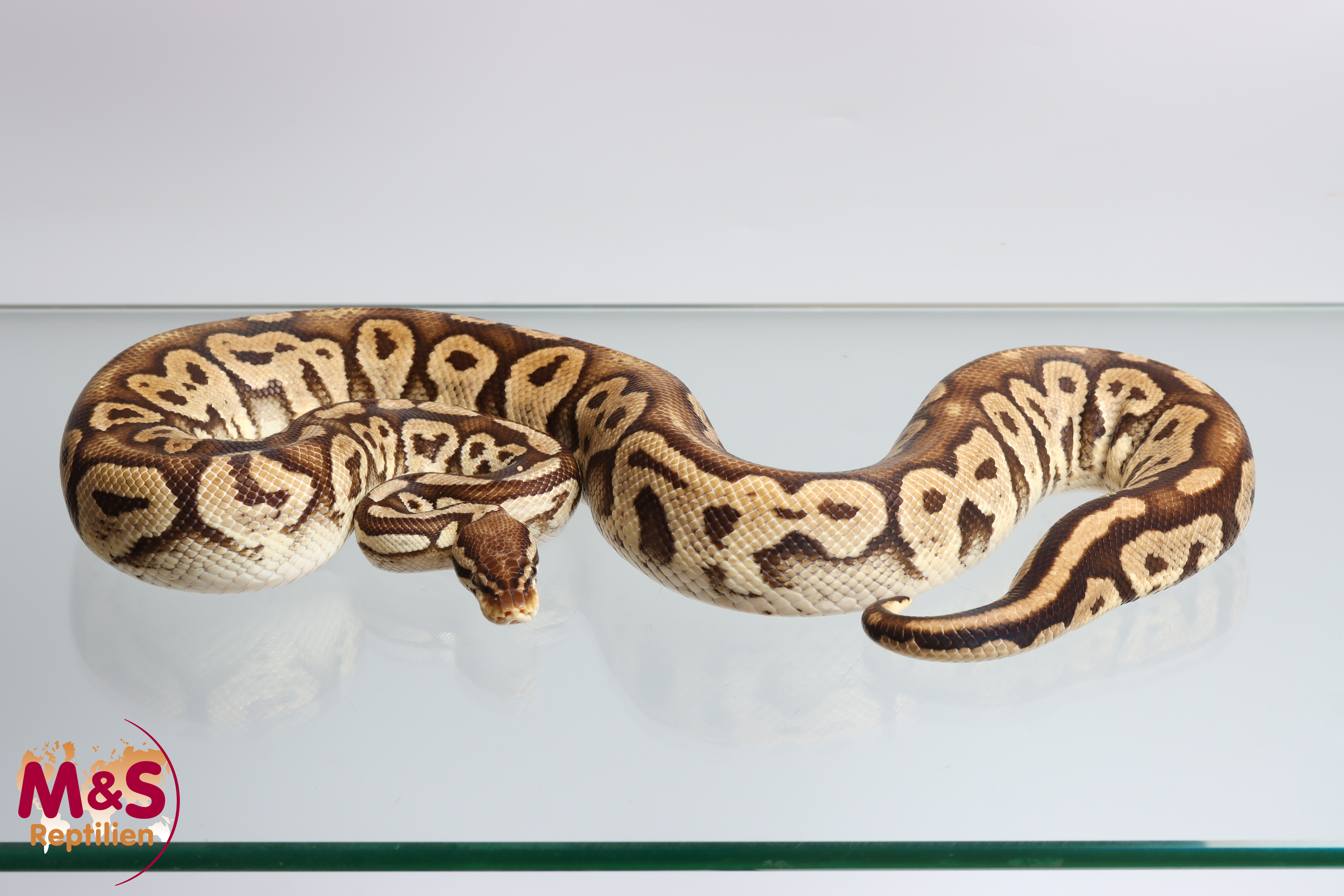 1.0 (Male) Bongo - Pastel Königspython NZ´M&S´17 (adult) Python regius