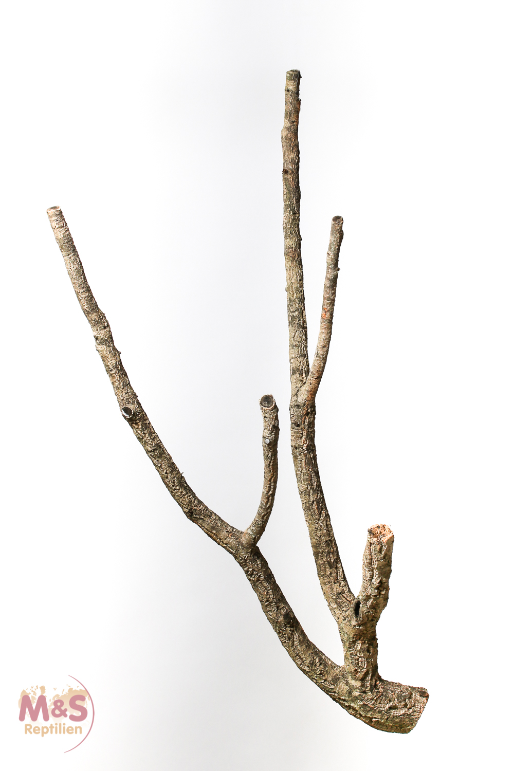 Zierkork Tronchos verzweigt - small - ca. 50-70 cm