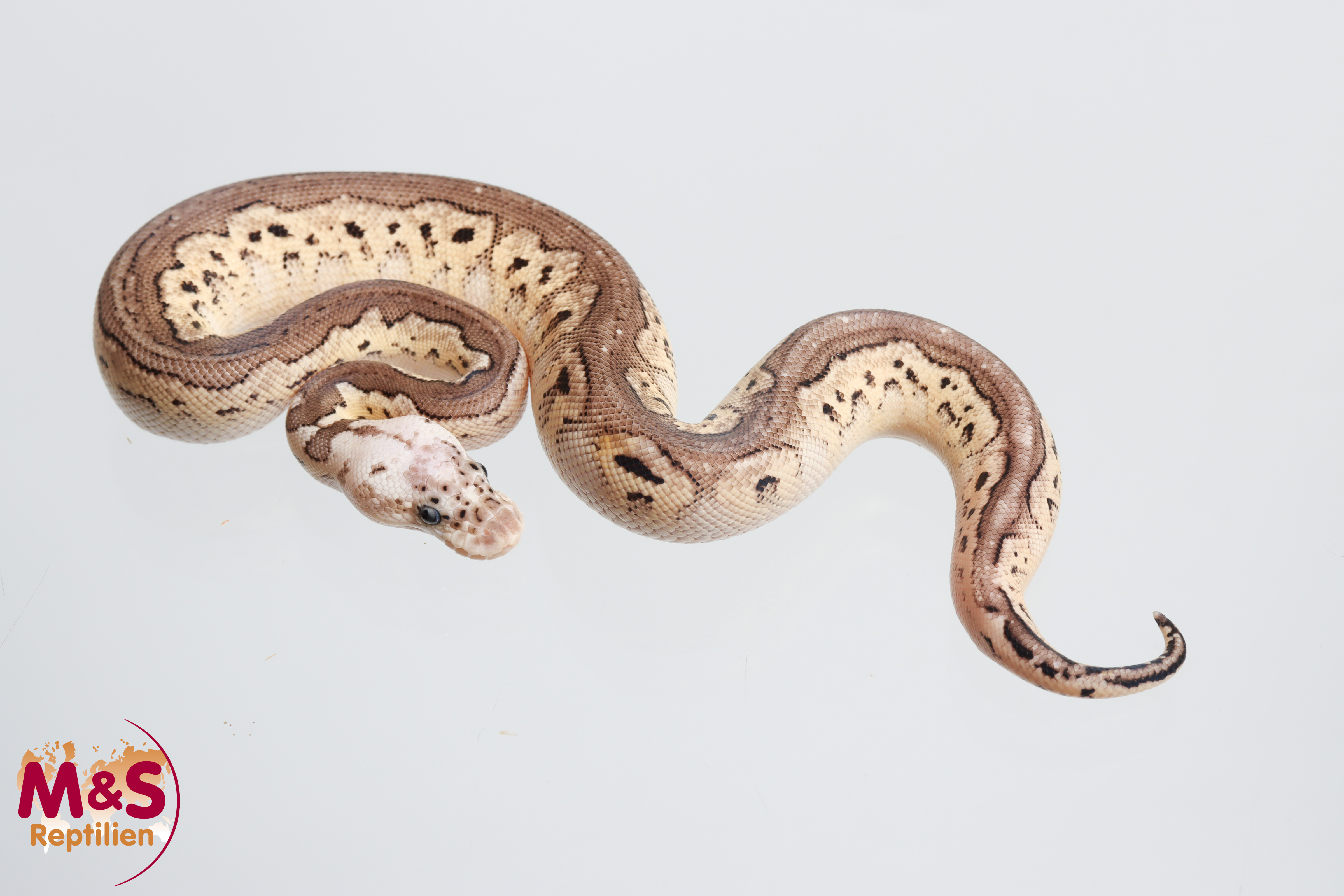 1.0 (Male) Clown - Cinnamon - Pastel Königspython NZ´M&S´26 Python regius