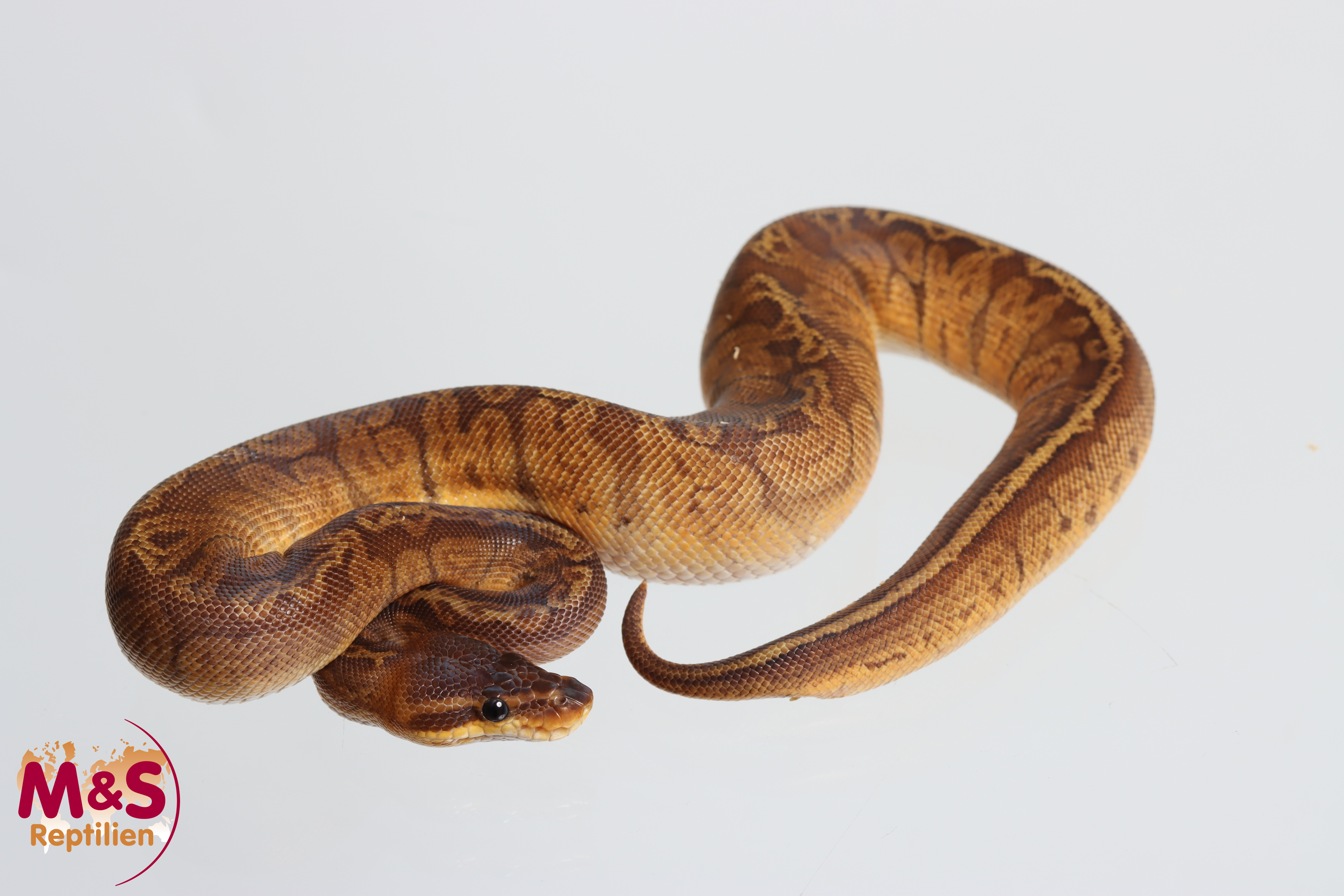 0.1 (Female) Sunset 100% hetero Ultramel Königspython NZ´M&S´26 Python regius