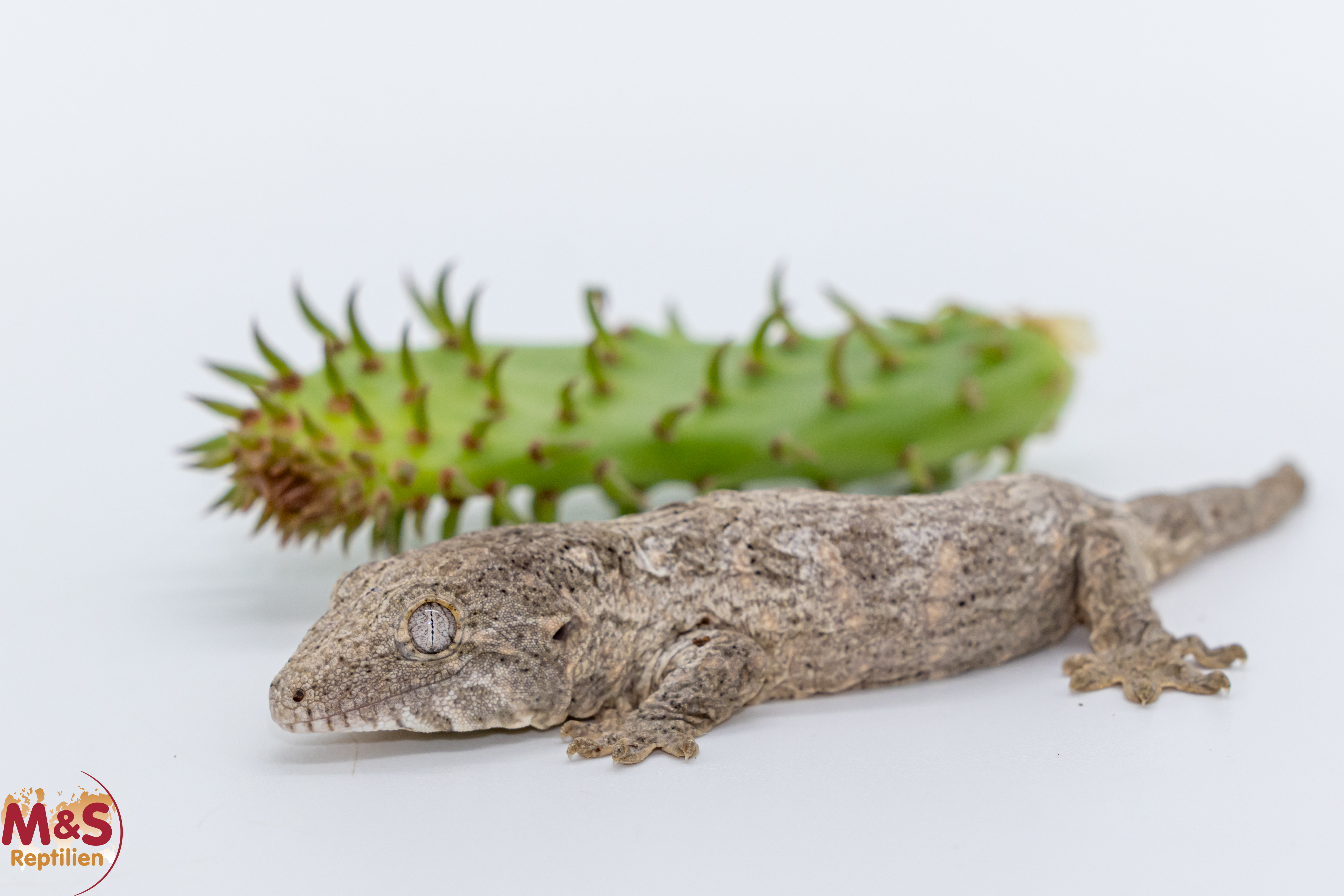 1.0 (Male) Riesengecko -Friedel x Tröger- (small) NZ´ 26 Rhaco. leachianus (Originalbild)