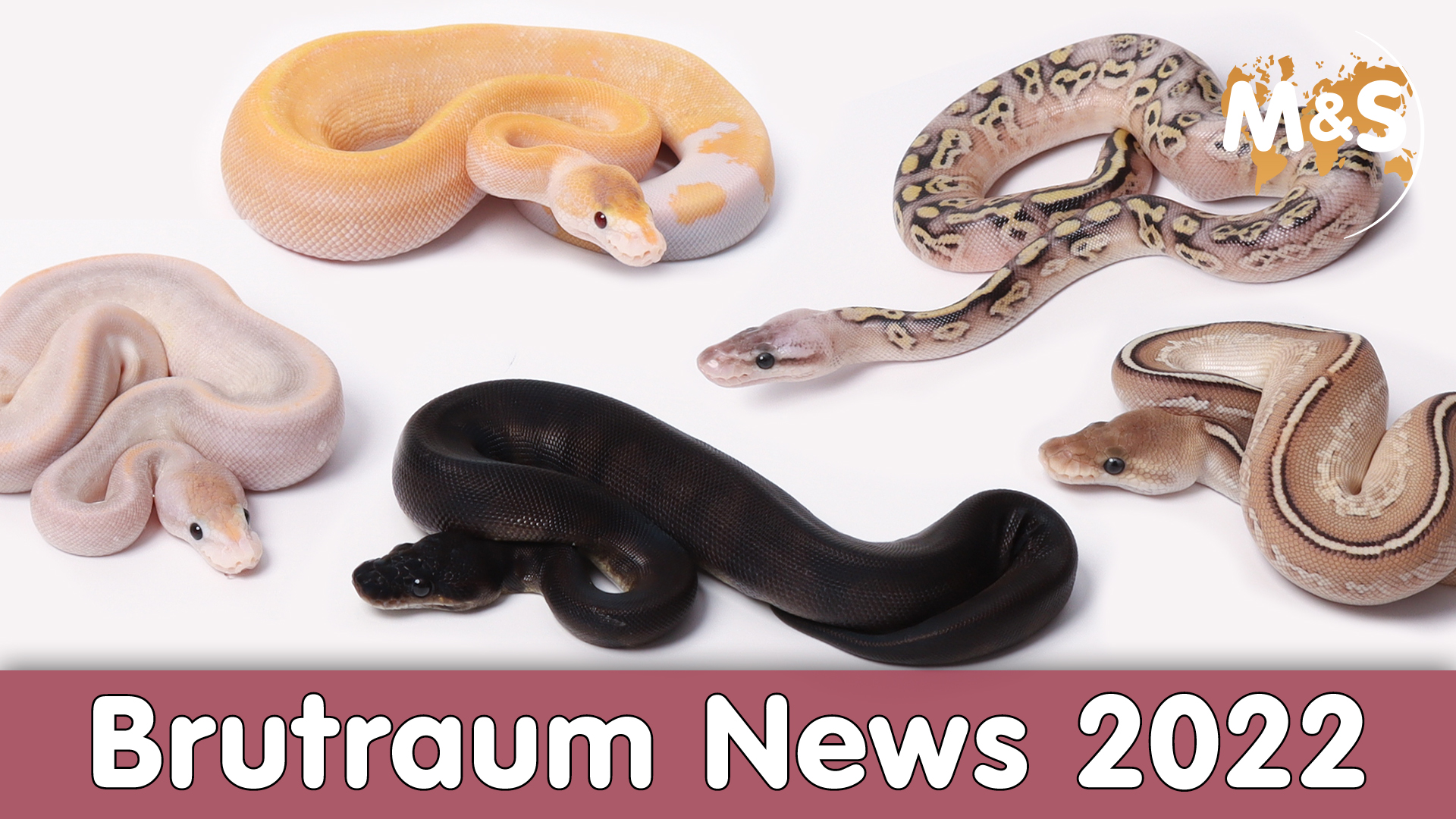 Schwarze Afrika Sensation! | Brutraum News 2022