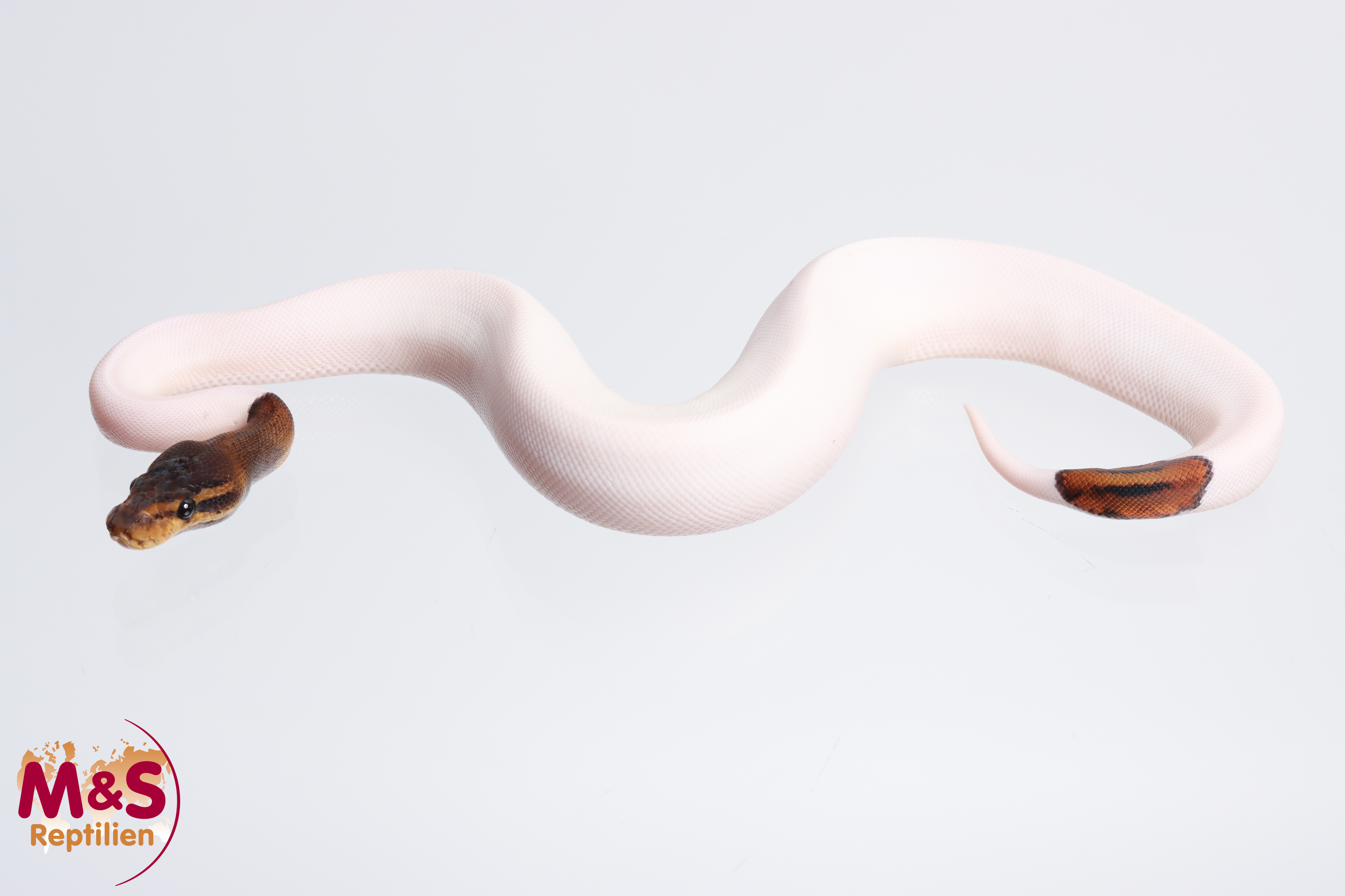 0.1 (Female) Copper Cinnamon Piebald Königspython NZ´M&S´23 Python regius