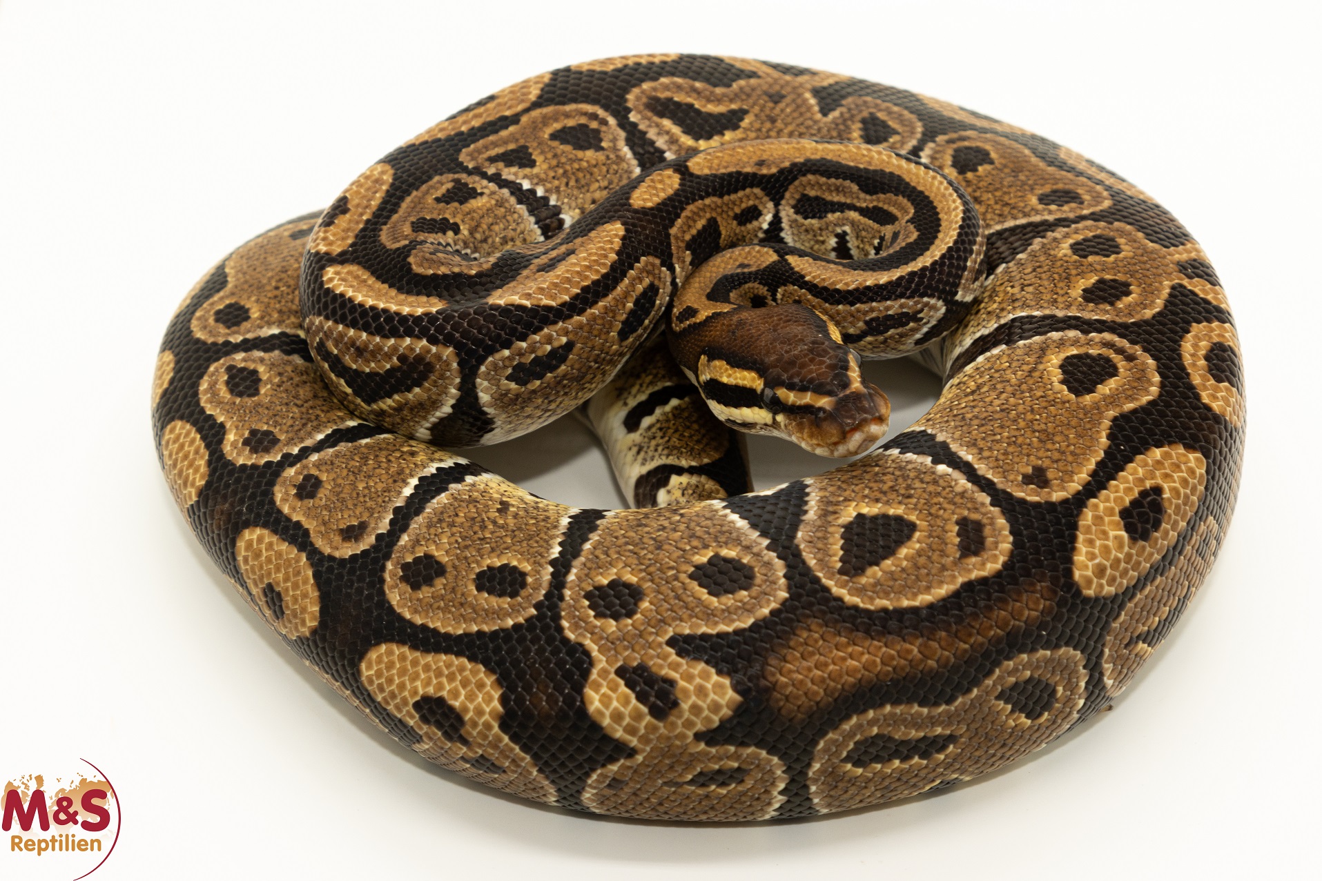 1.0 (Male) 100% hetero Sunset 66% poss. Albino Königspython NZ´M&S´22 Python regius