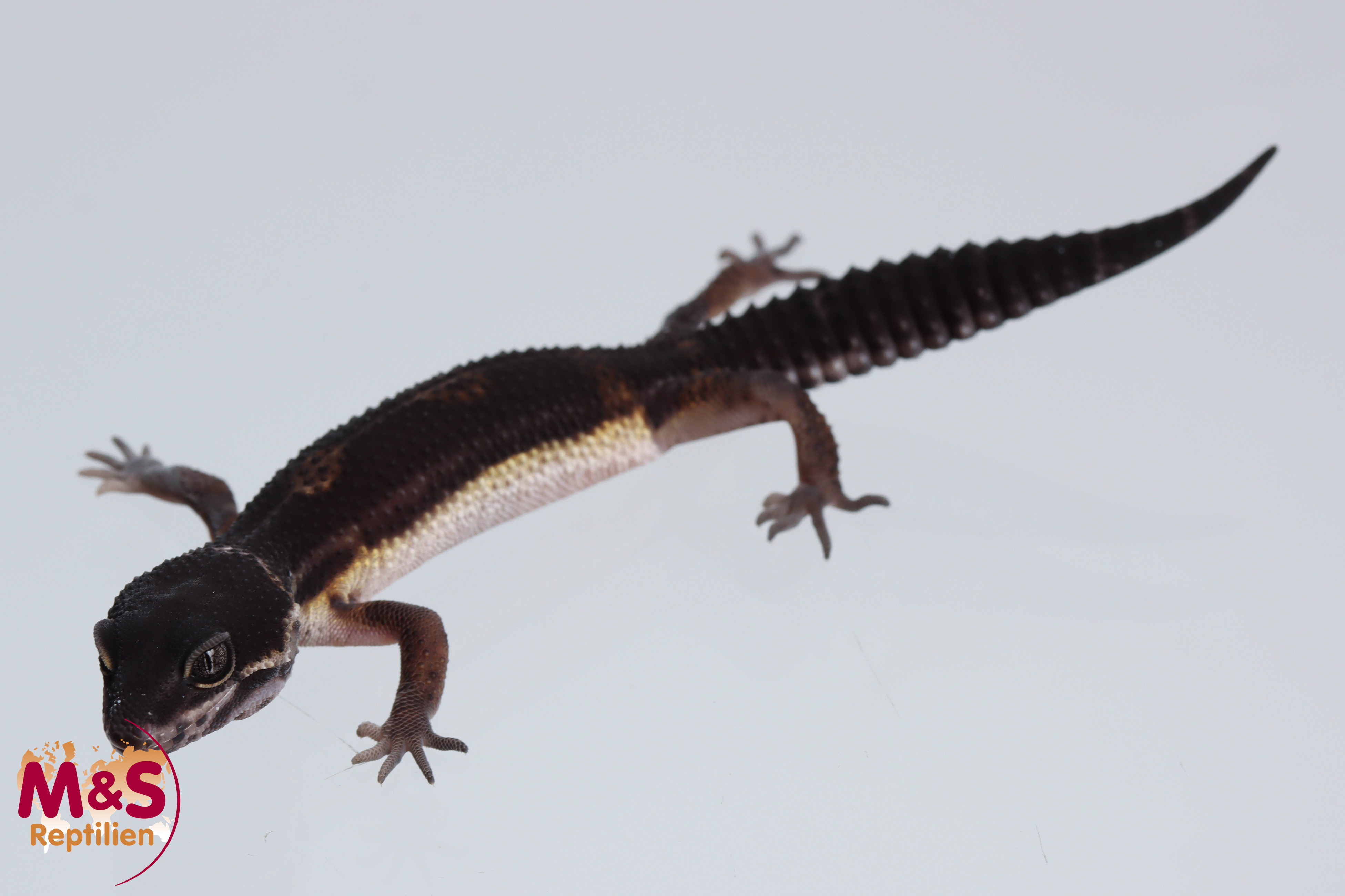 0.1 (Female) Black Night Leopardgecko NZ´24 (small) E. macularius (Originalbild)
