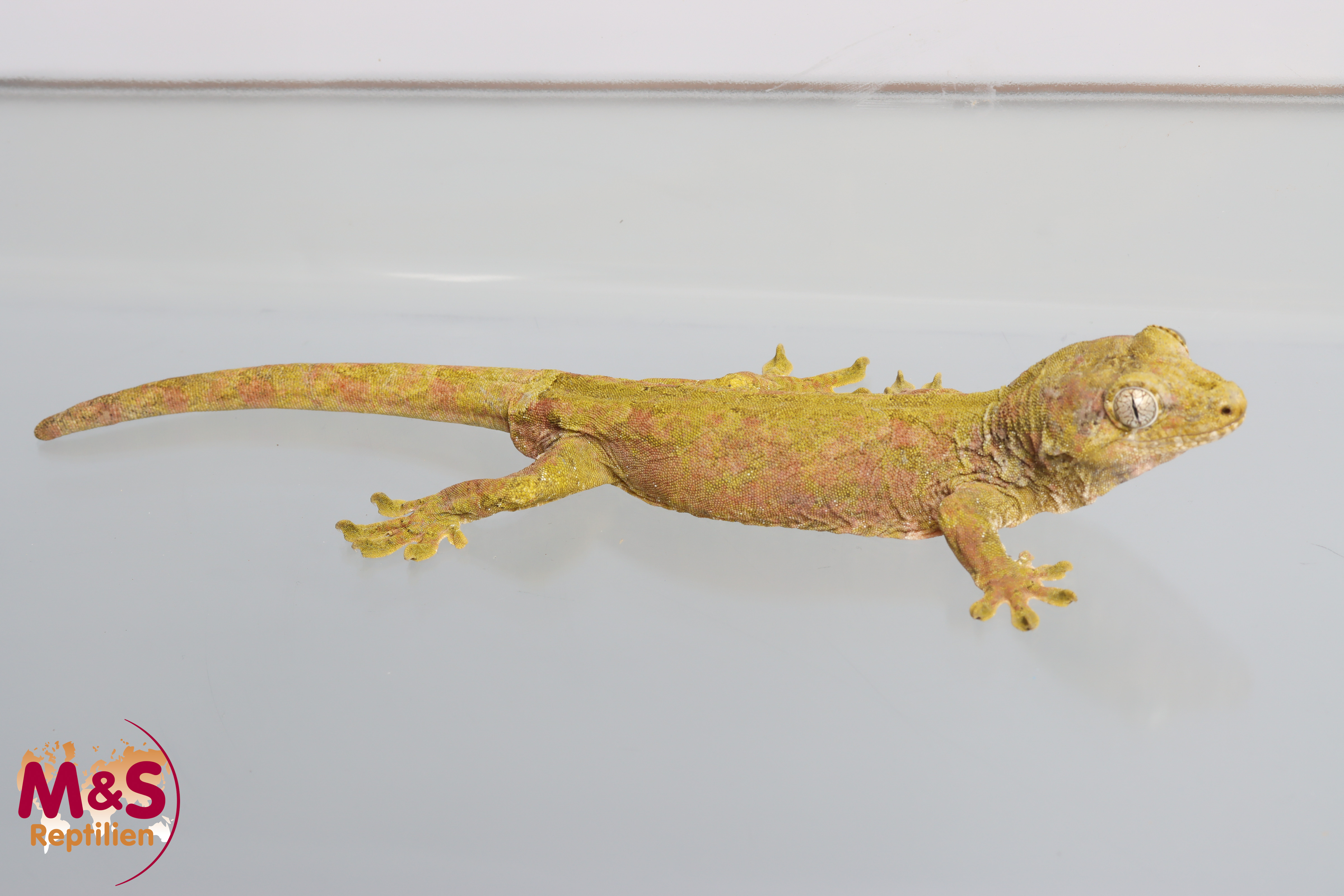 1.0 (Male) -Juschka- Flechtengecko NZ 23 (adult) Mniarogekko chahoua (Originalbild)