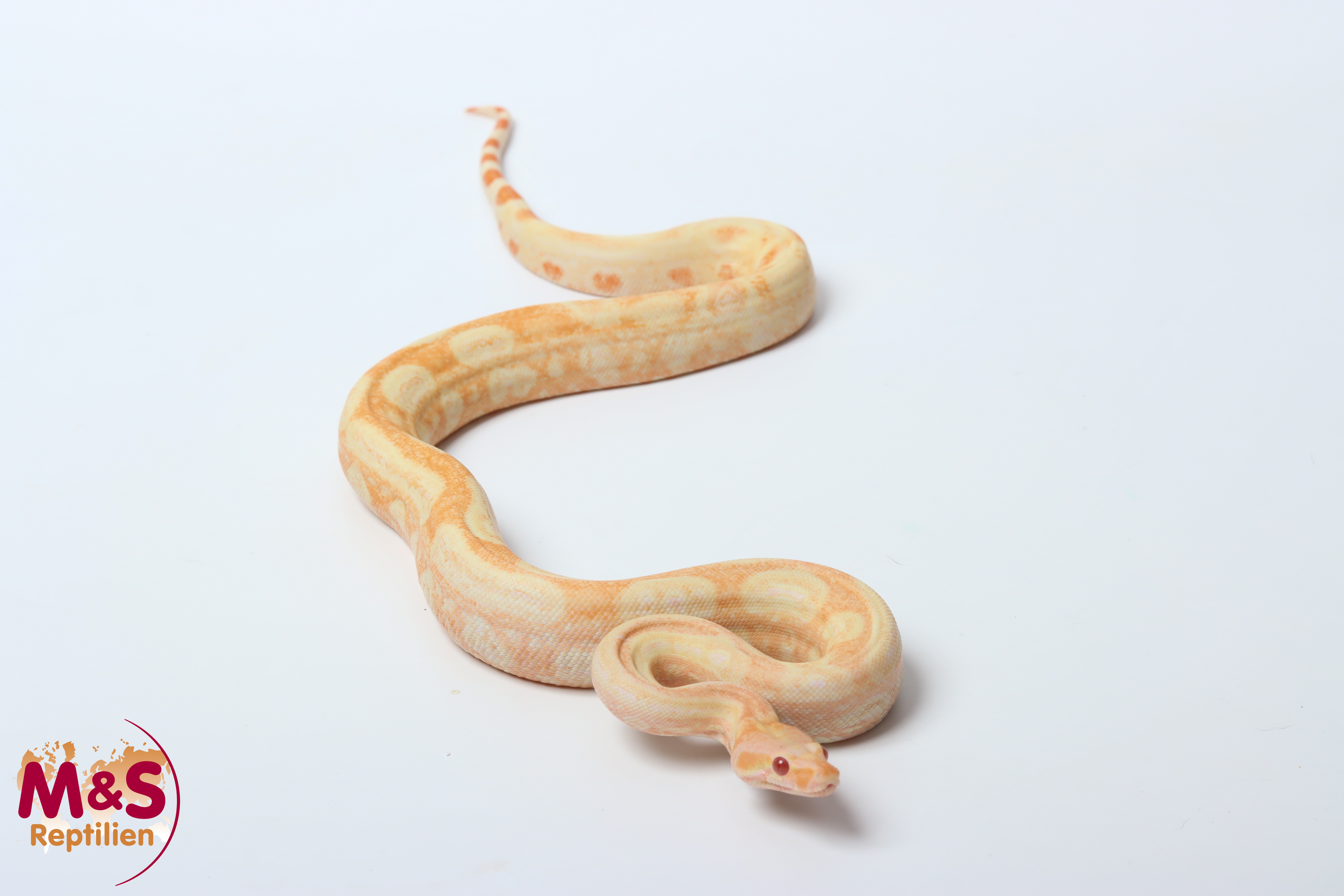 1.0 (Male) Albino Leopard 100% het Anery 1 NZ'25 (ca.70cm)  Boa c. imperator (Originalbild)
