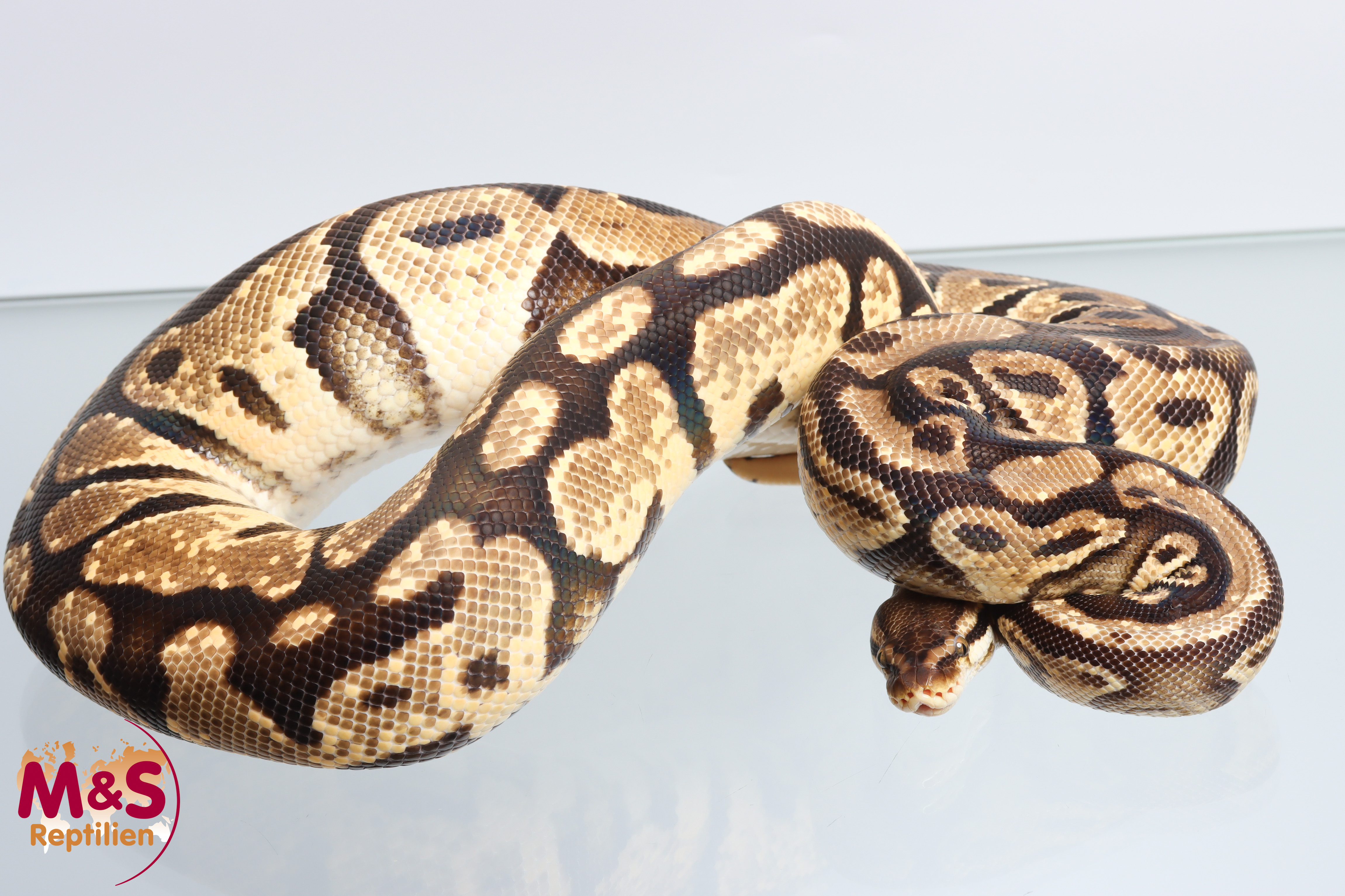 0.1 (Female) Gravel Pastel Königspython NZ´M&S´16 Python regius