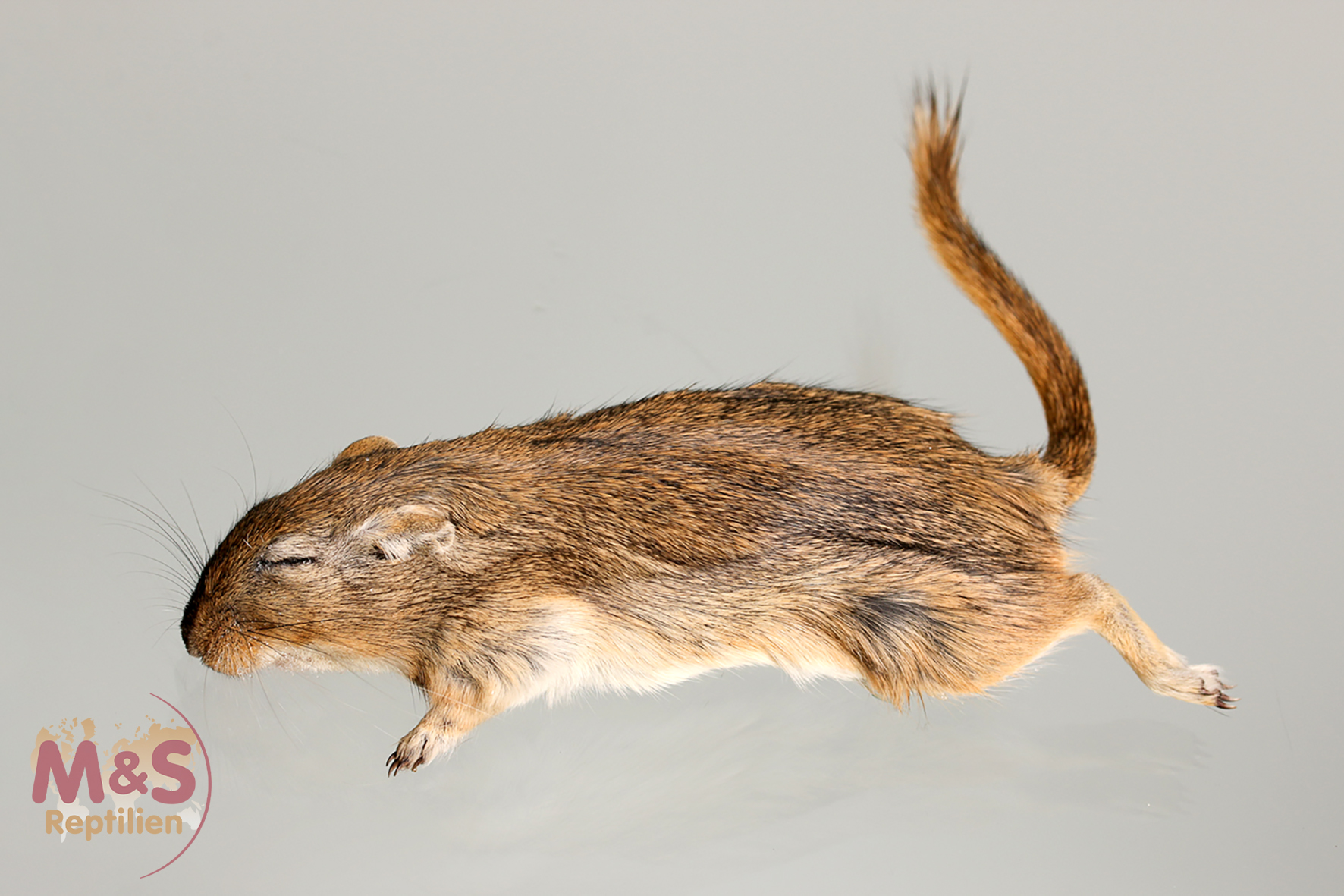 1x (einzelne) Wüstenrennmaus (Gerbil ) , gefroren, ca. 30-50g