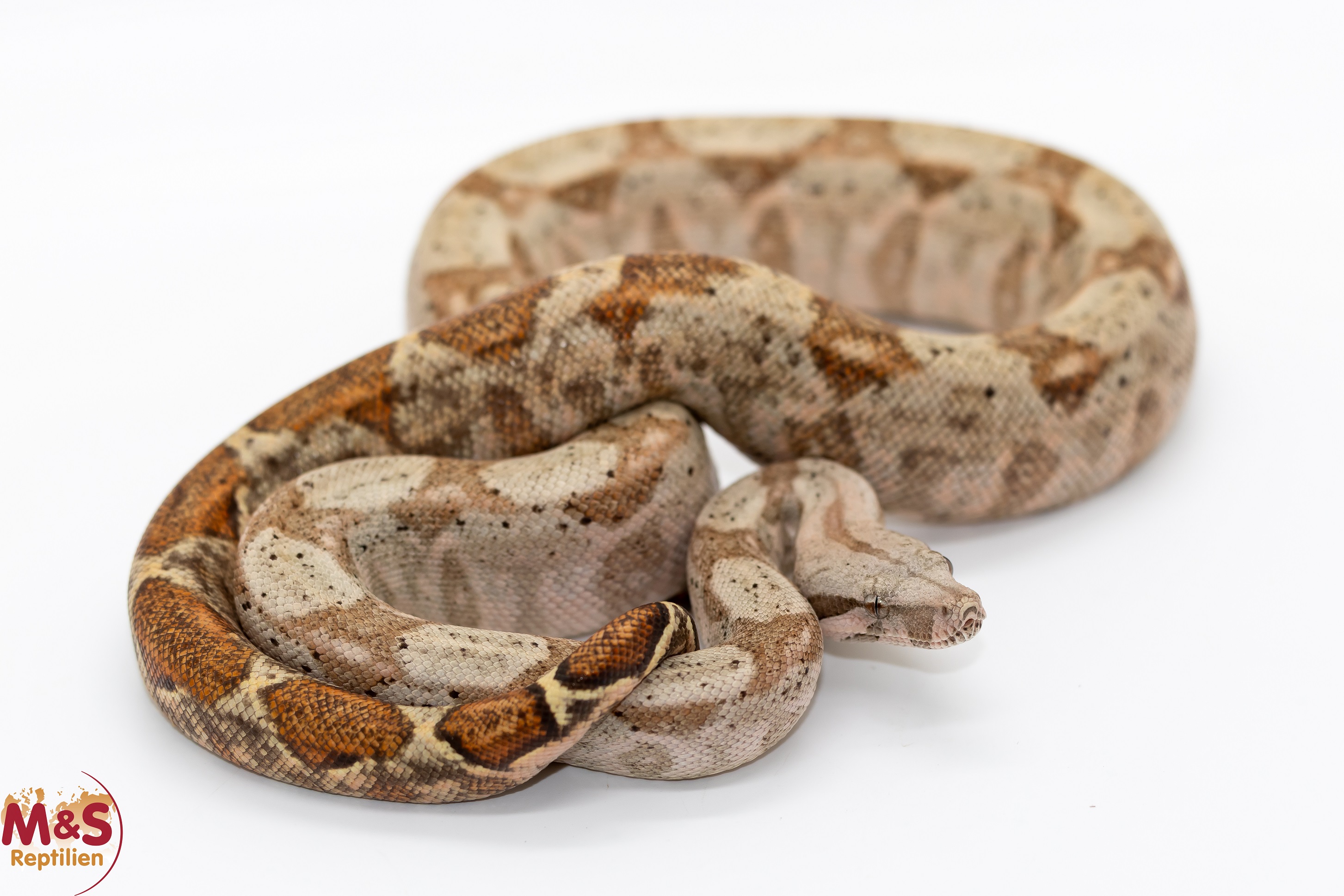 1.0 (Male) Hog Island Boa NZ´26 (ca. 30cm) Boa c. imperator (Symbolbild)