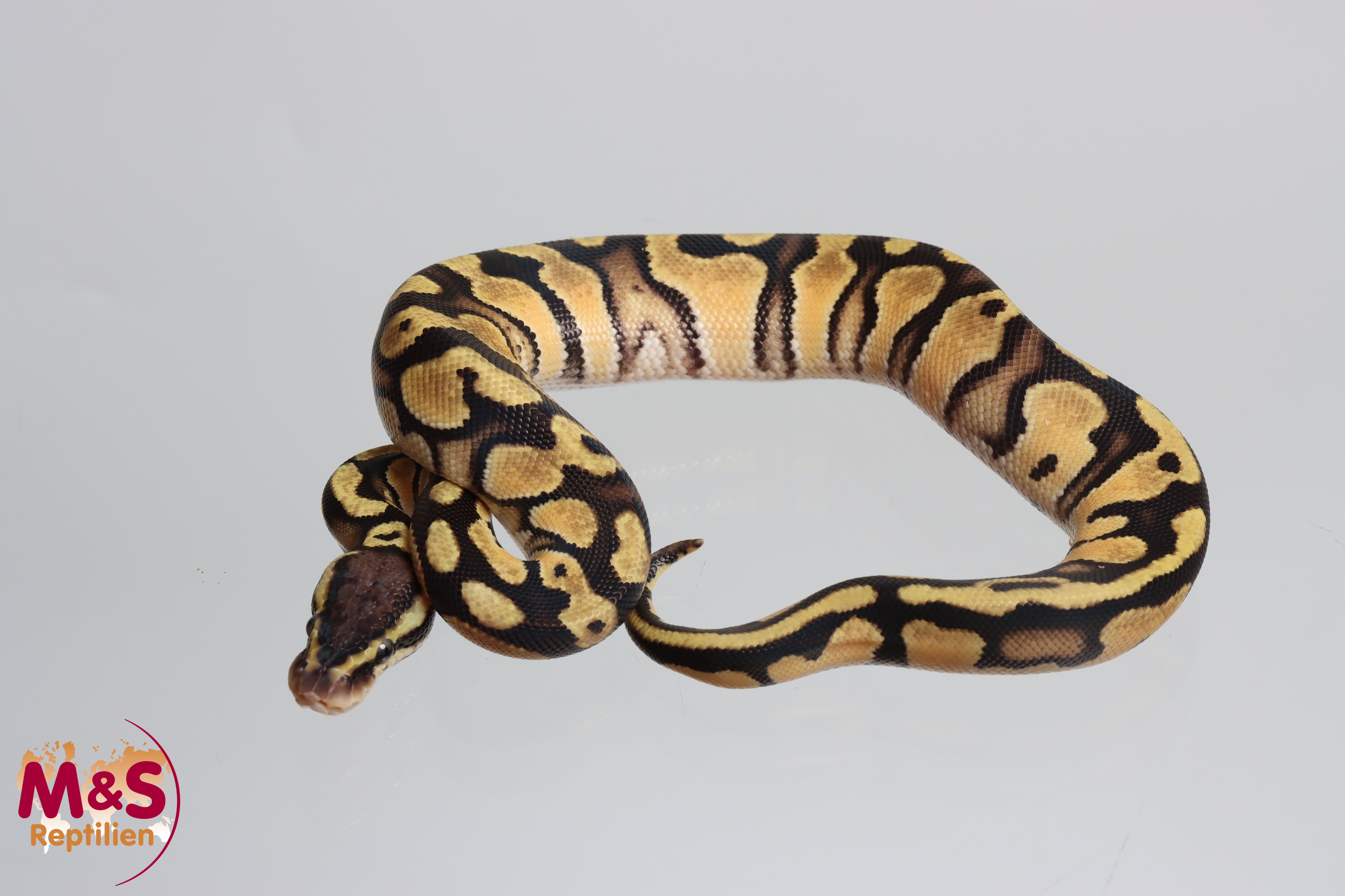 1.0 (Male) Pastel poss. Orange Dream Königspython NZ' M&S 26 Python regius