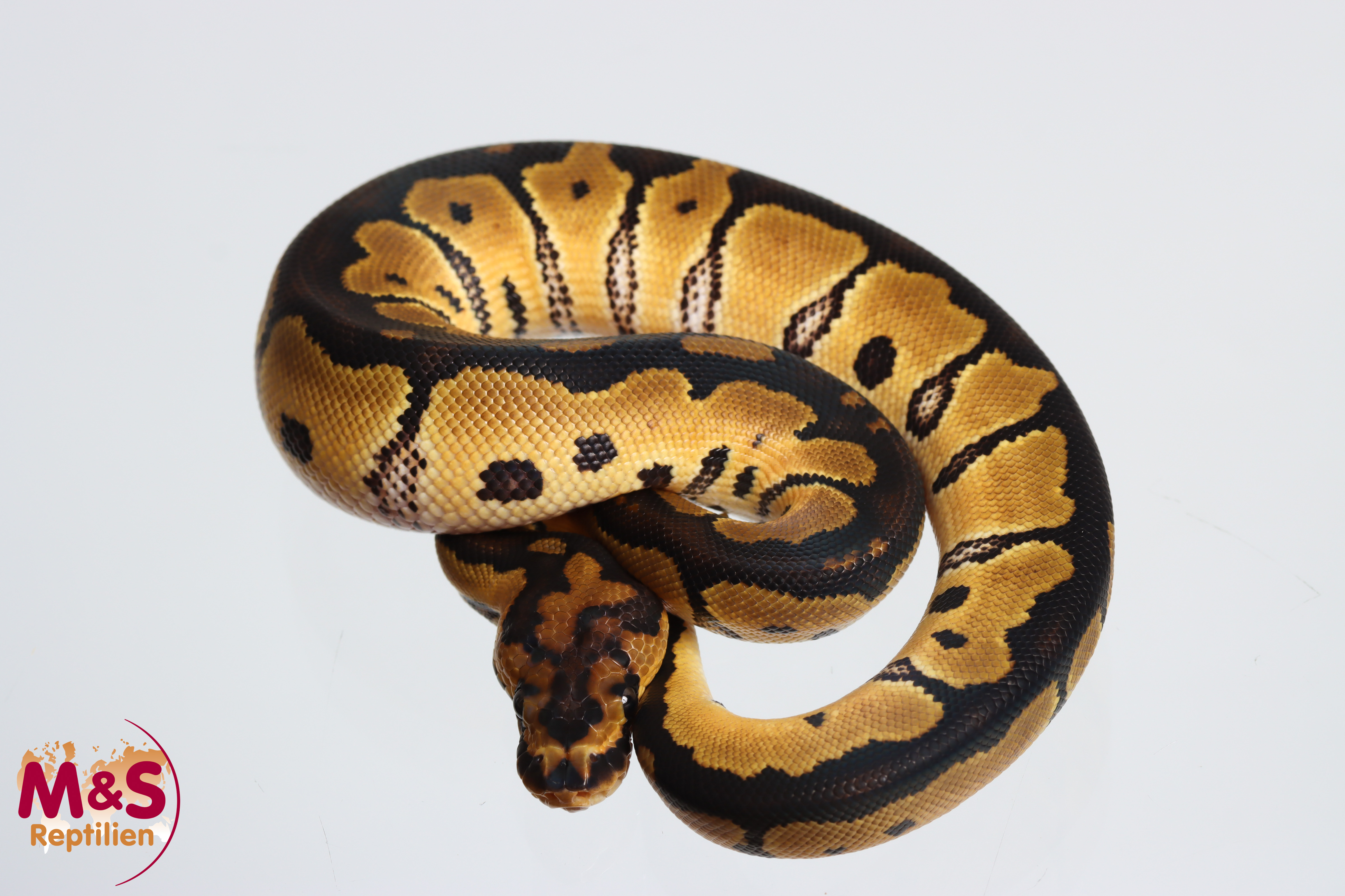 0.1 (Female) Clown 66% poss.Axanthic Königspython NZ' M&S 26 Python regius