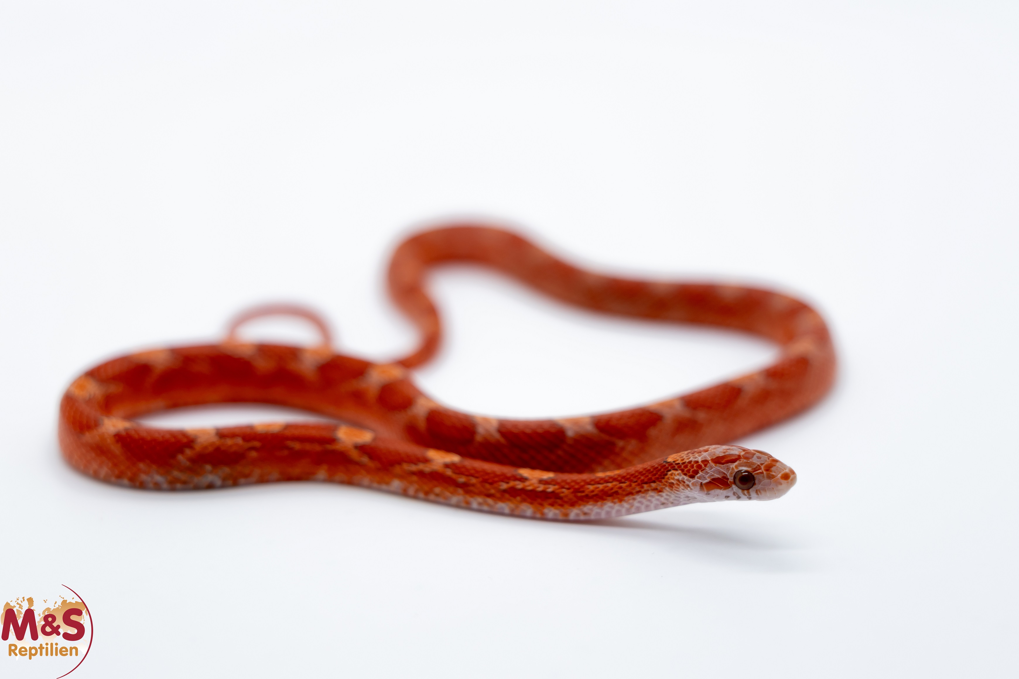 0.1 (Female) Piedsided Lava Bloodred Kornnatter NZ'25 ( ca. 30 cm) P. guttatus ( Originalbild)