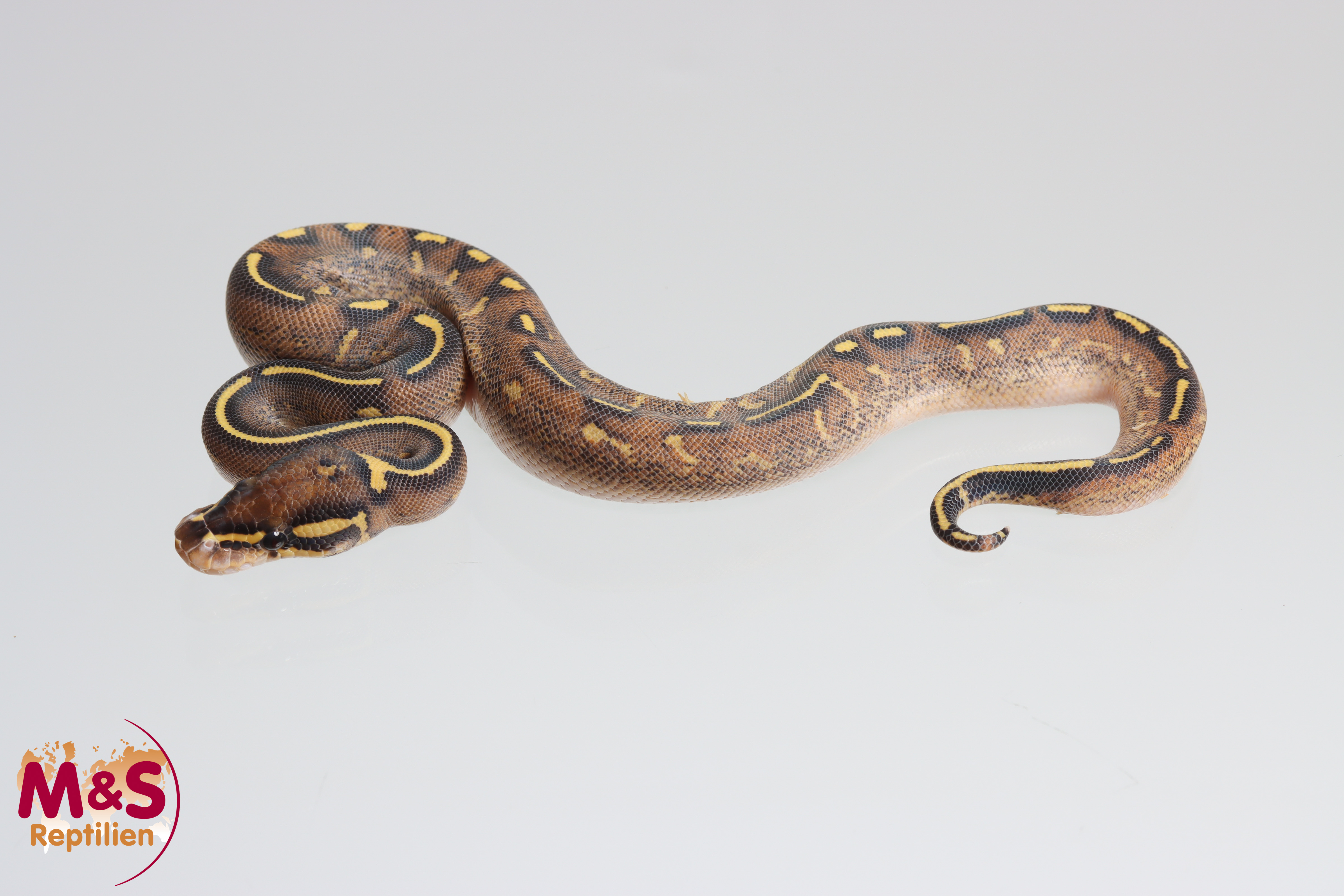 0.1 (Female) Super Gravel Königspython NZ´M&S´25 Python regius