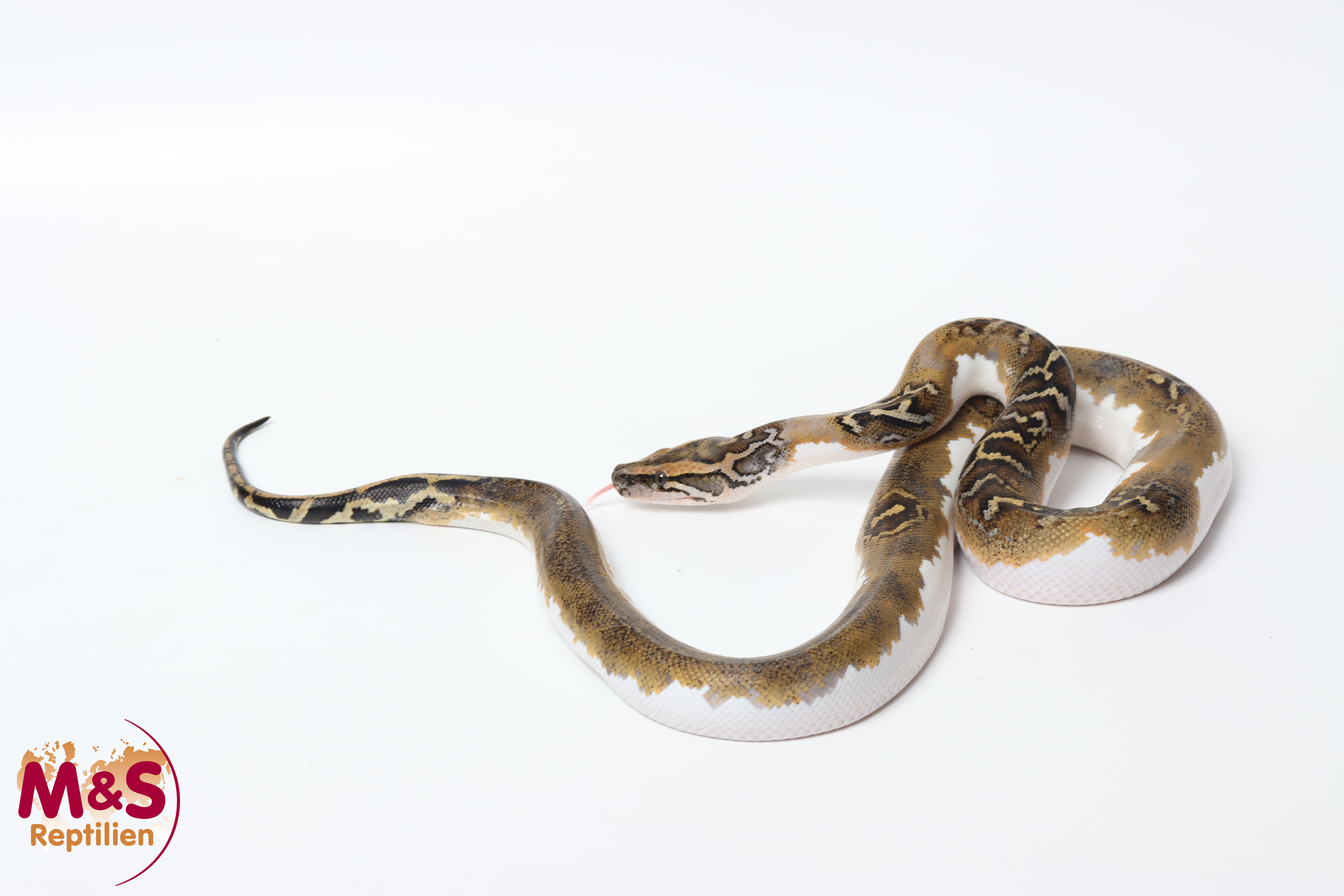 1.0 (Male) Piebald 66% het Caramel Tigerpython NZ'25 (ca.80-90 cm) Python bivittatus (Originalbild)