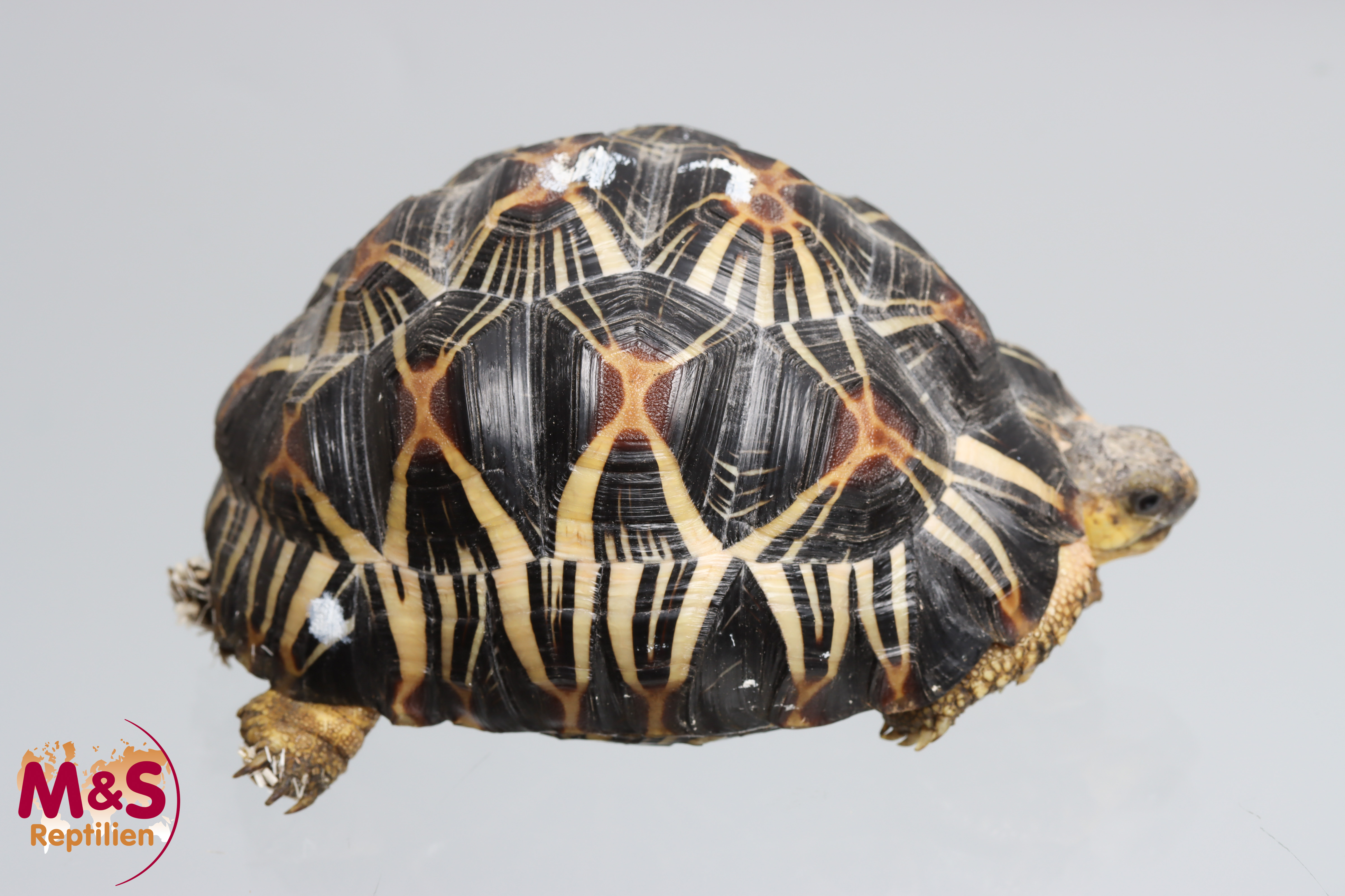 Strahlenschildkröte NZ´23 (ca.11,5cm/330g) Astrochelys radiata
