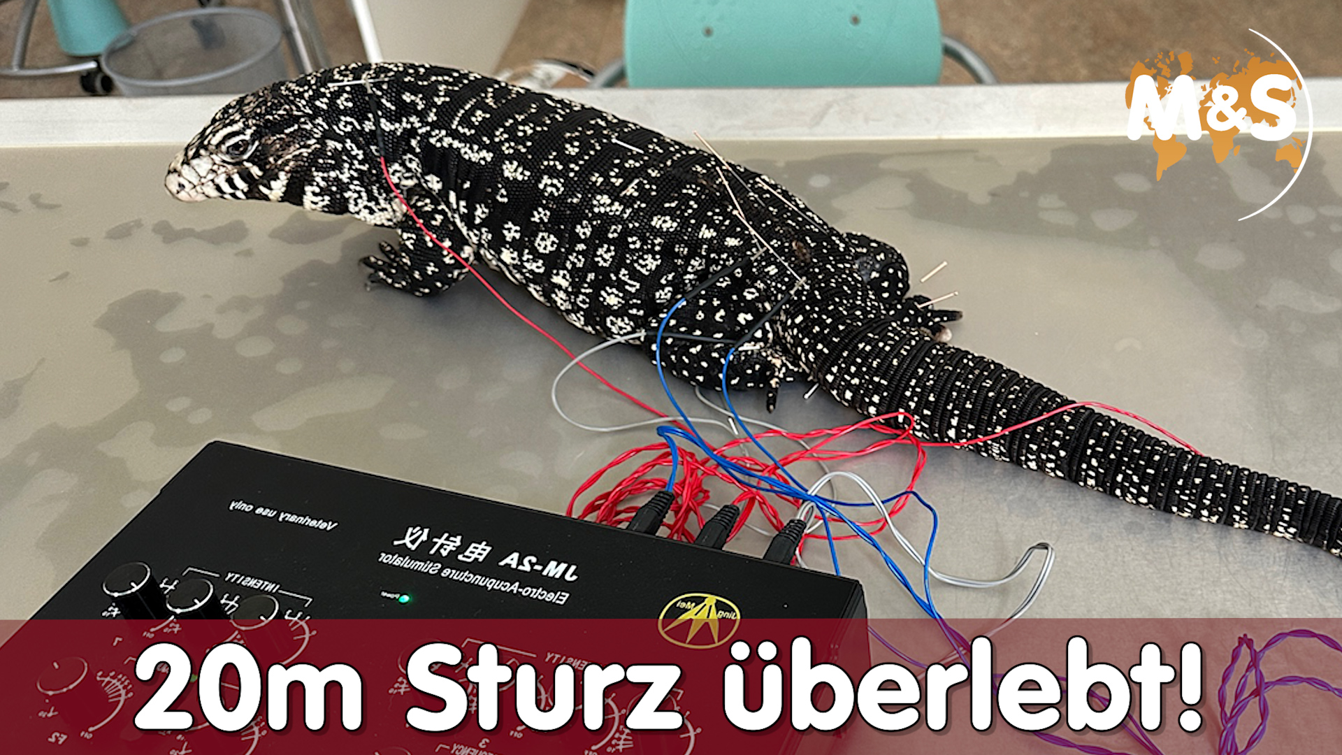 Teju stürzt von 20 Meter hoher Dachterrasse und überlebt !