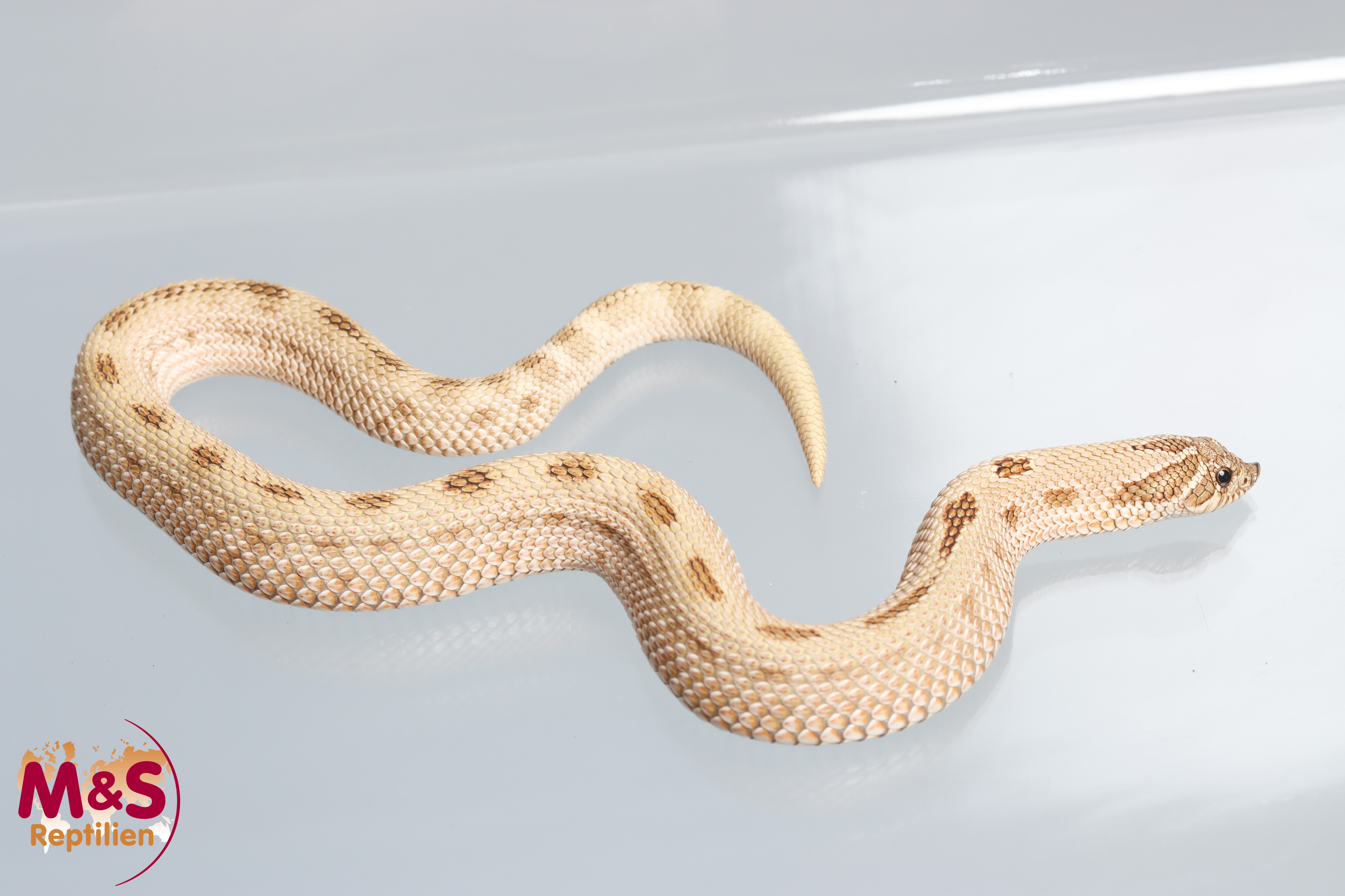 1.0 (Male) Hakennasennatter "Arcticconda het Lavender" NZ´25 (ca. 25 cm) Heterodon n. nasicus