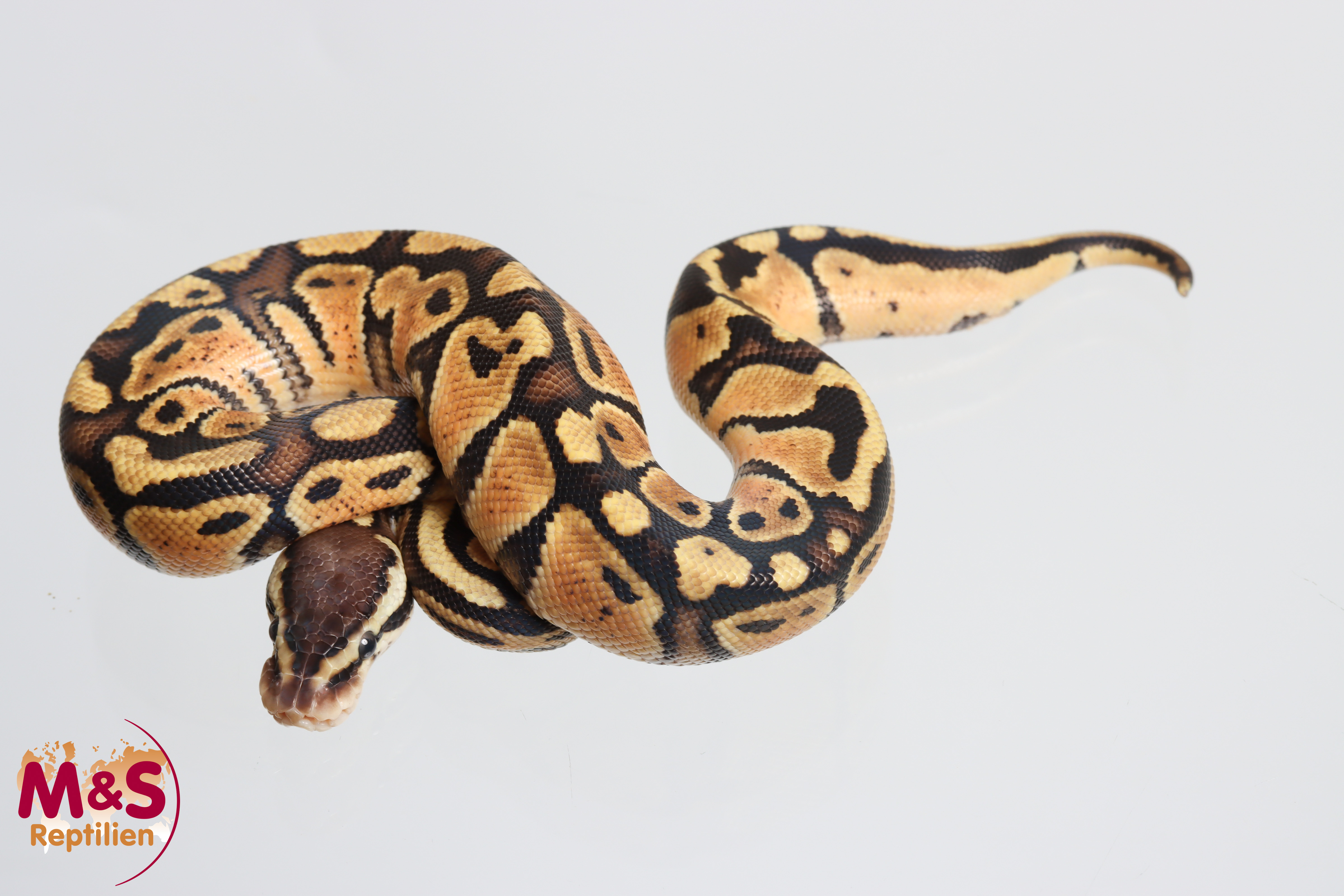 1.0 (Male) Odd - Pastel 50% hetero Clown 50% hetero Cryptic Königspython NZ´M&S´26 Python regius