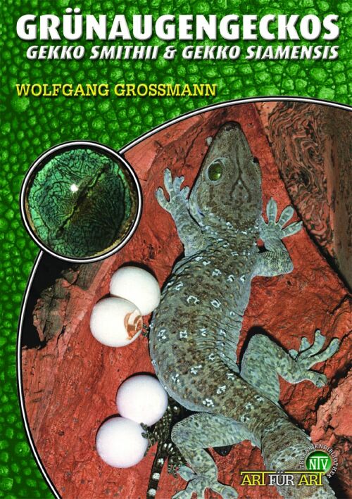 Grünaugengeckos - Gekko smithii & Gekko siamensis (Wolfgang Grossmann)