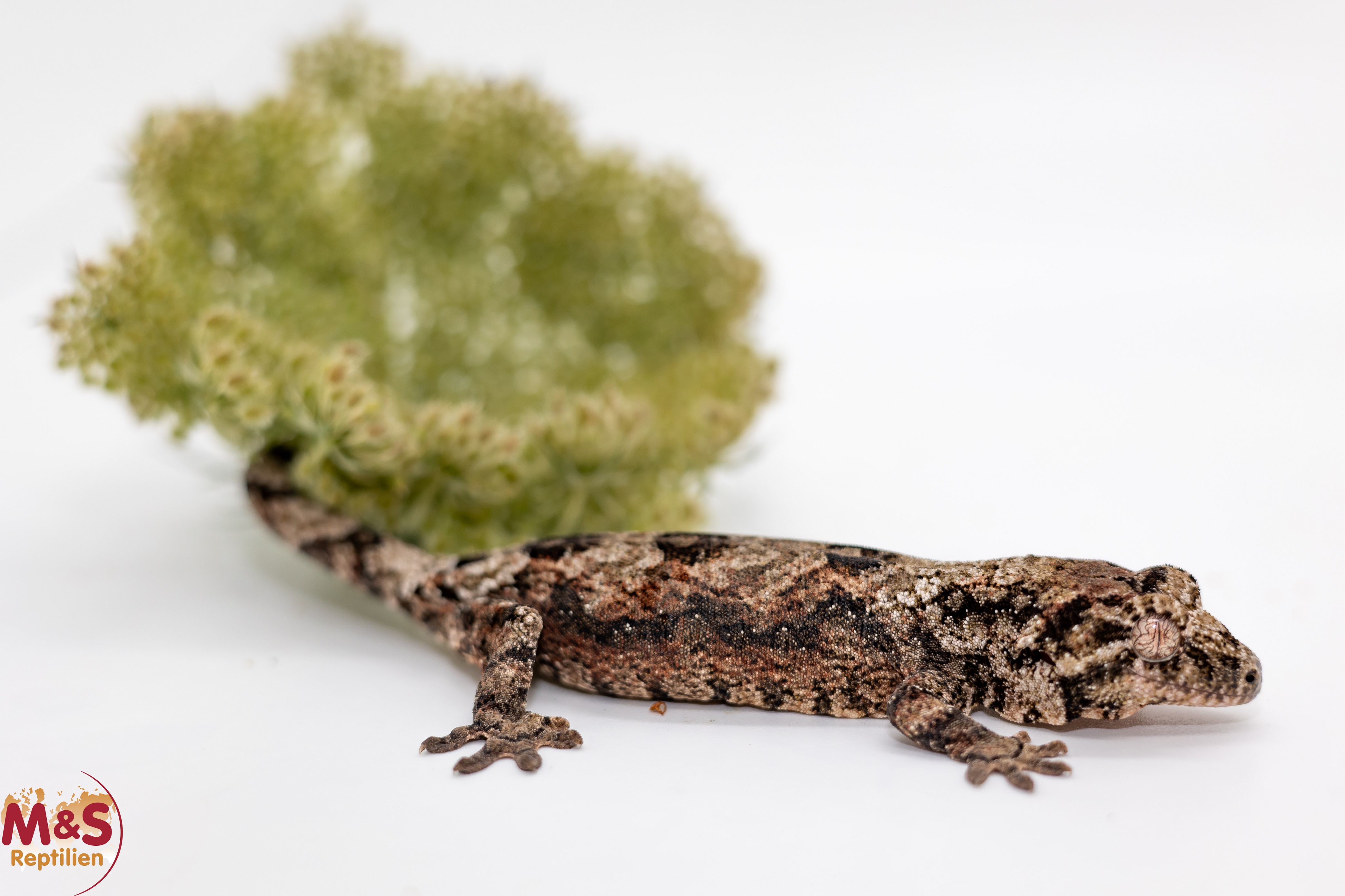 0.1 (Female) -Pine Island- Flechtengecko NZ 25 (medium) Mniarogekko chahoua (Originalbild)