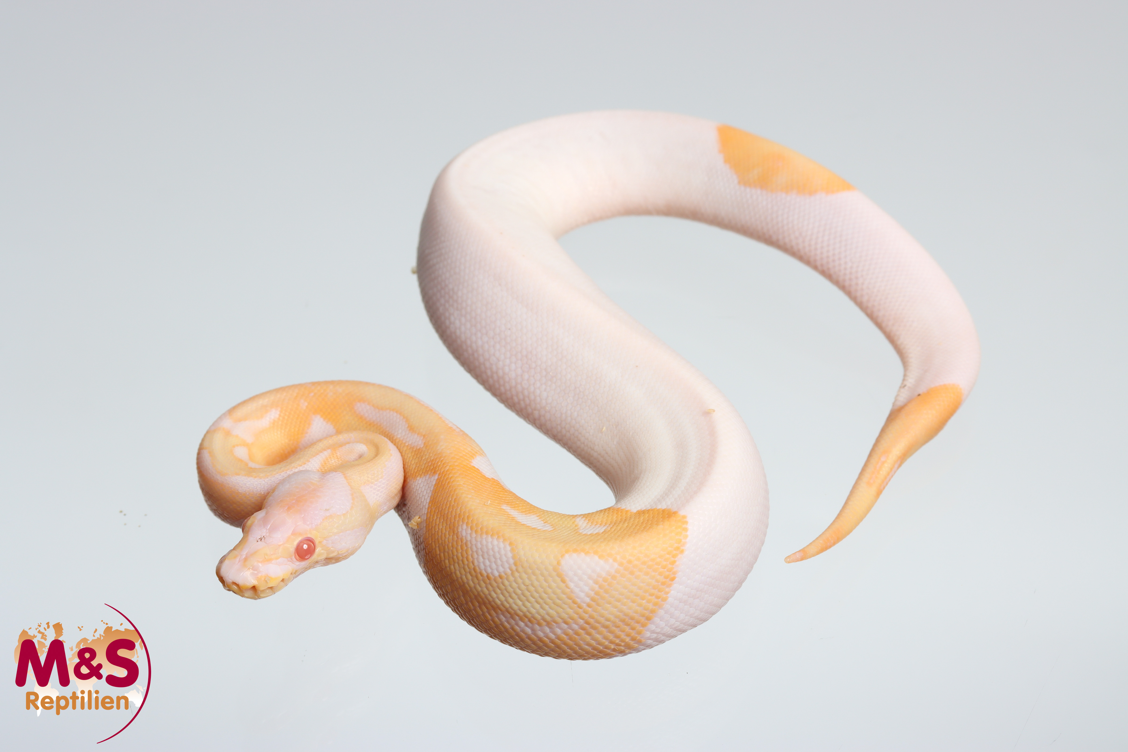 0.1 (Female) Albino-Piebald Königspython DNZ´25 Python regius