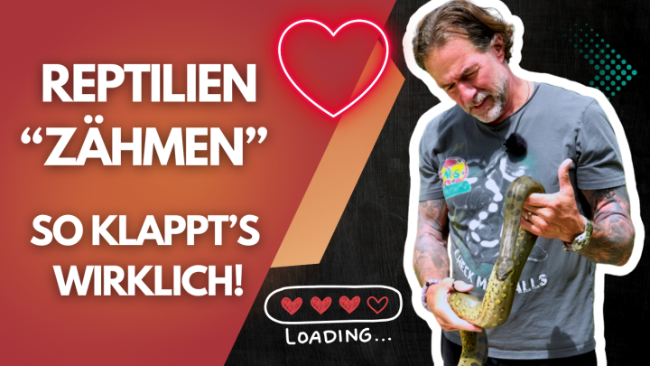 Von der Angst zum Vertrauen – So wird dein Reptil zahm! ?