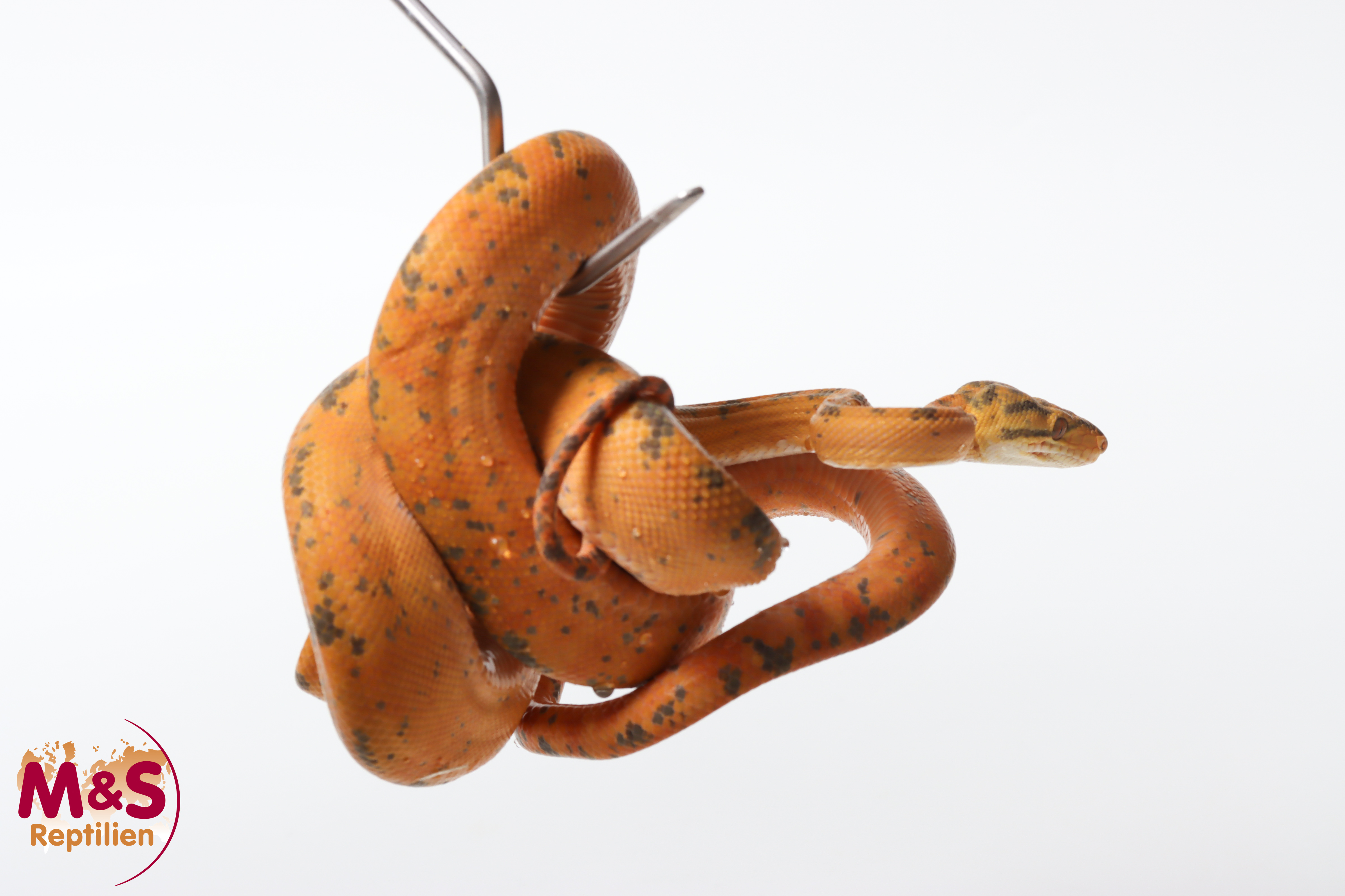 0.1 (Female) ''Calico'' Gartenboa NZ’24 (ca.130cm) Corallus hortulanus (Originalbild)
