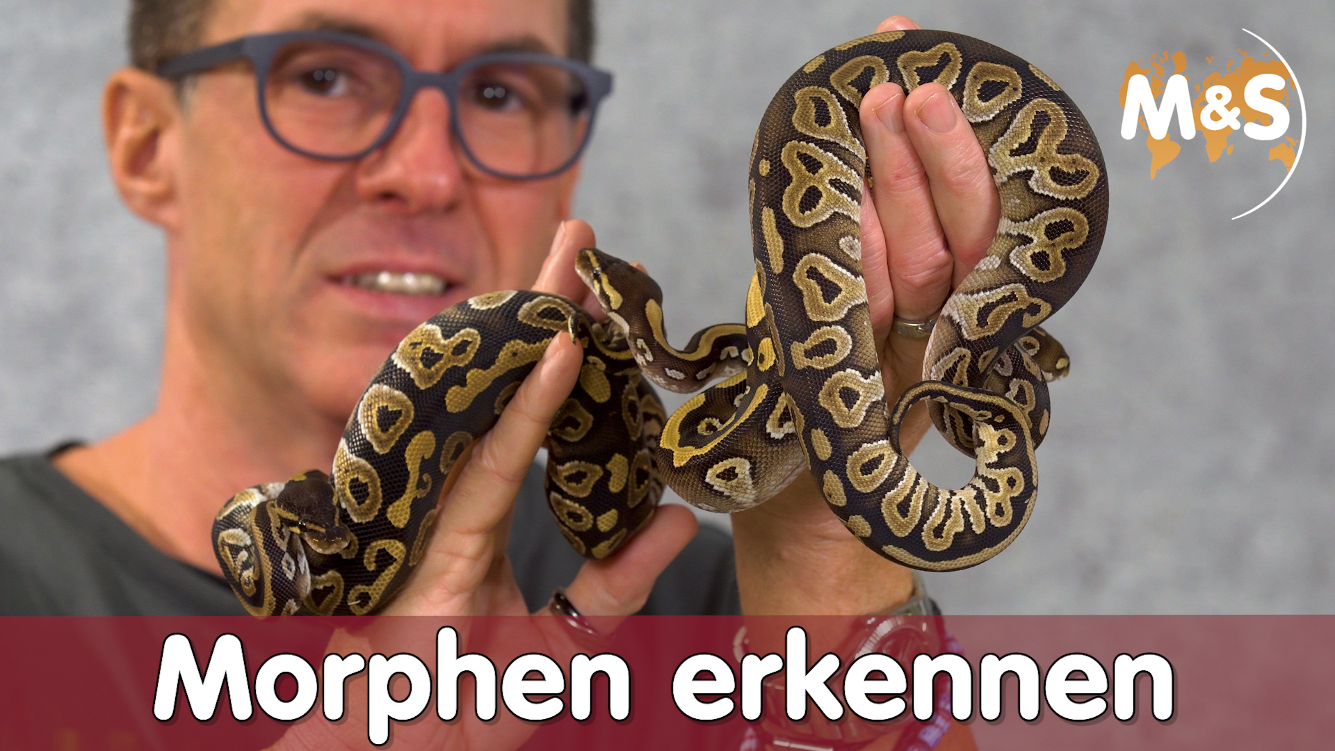 Kochstudio #7 | Königspython Farben / Morphen erkennen | Reptil TV