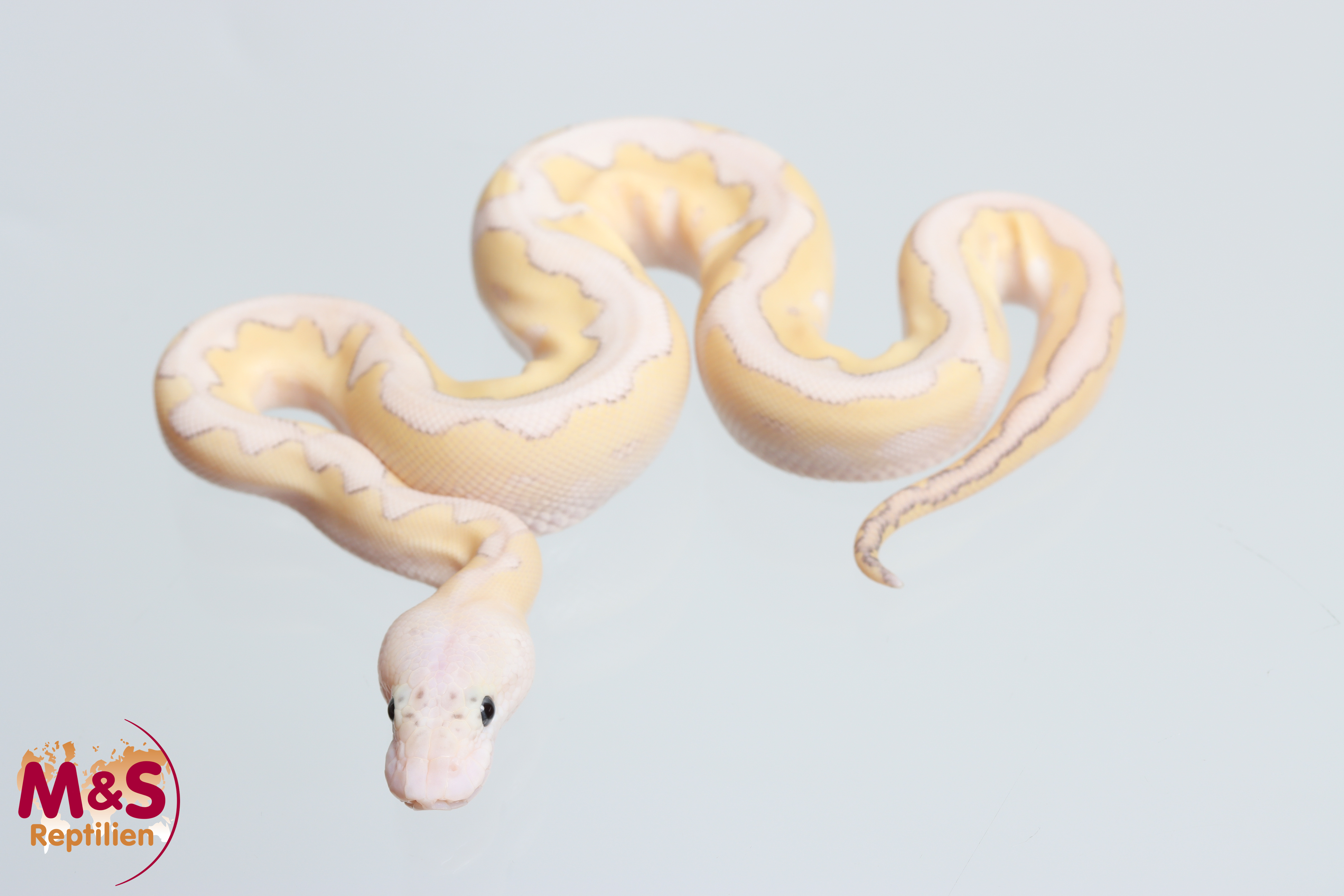 0.1 (Female) Super Pastel - Lesser - Clown Königspython NZ´M&S´26 Python regius