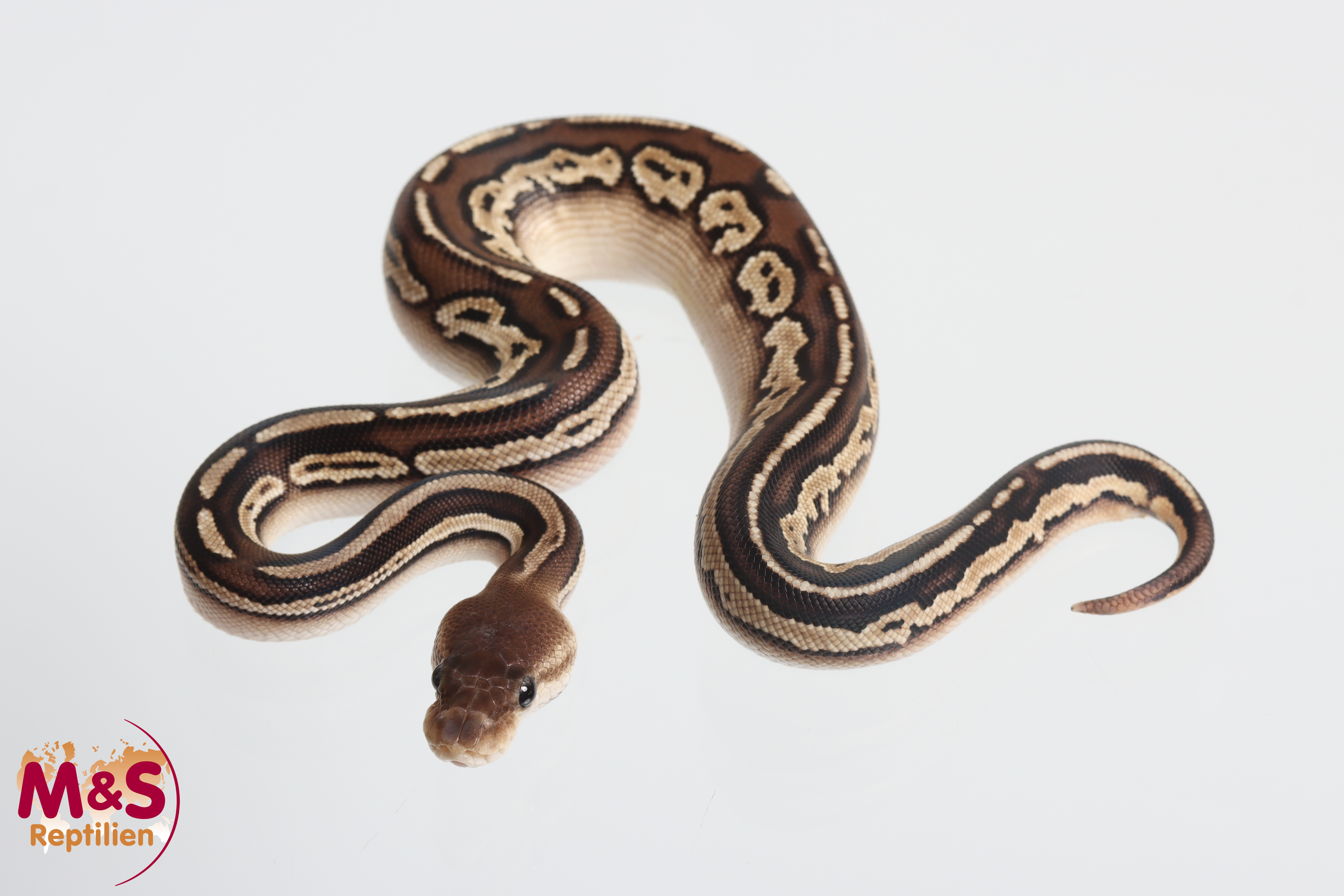 0.1 (Female) Bongo Cinnamon Königspython NZ'M&S'25 Python regius