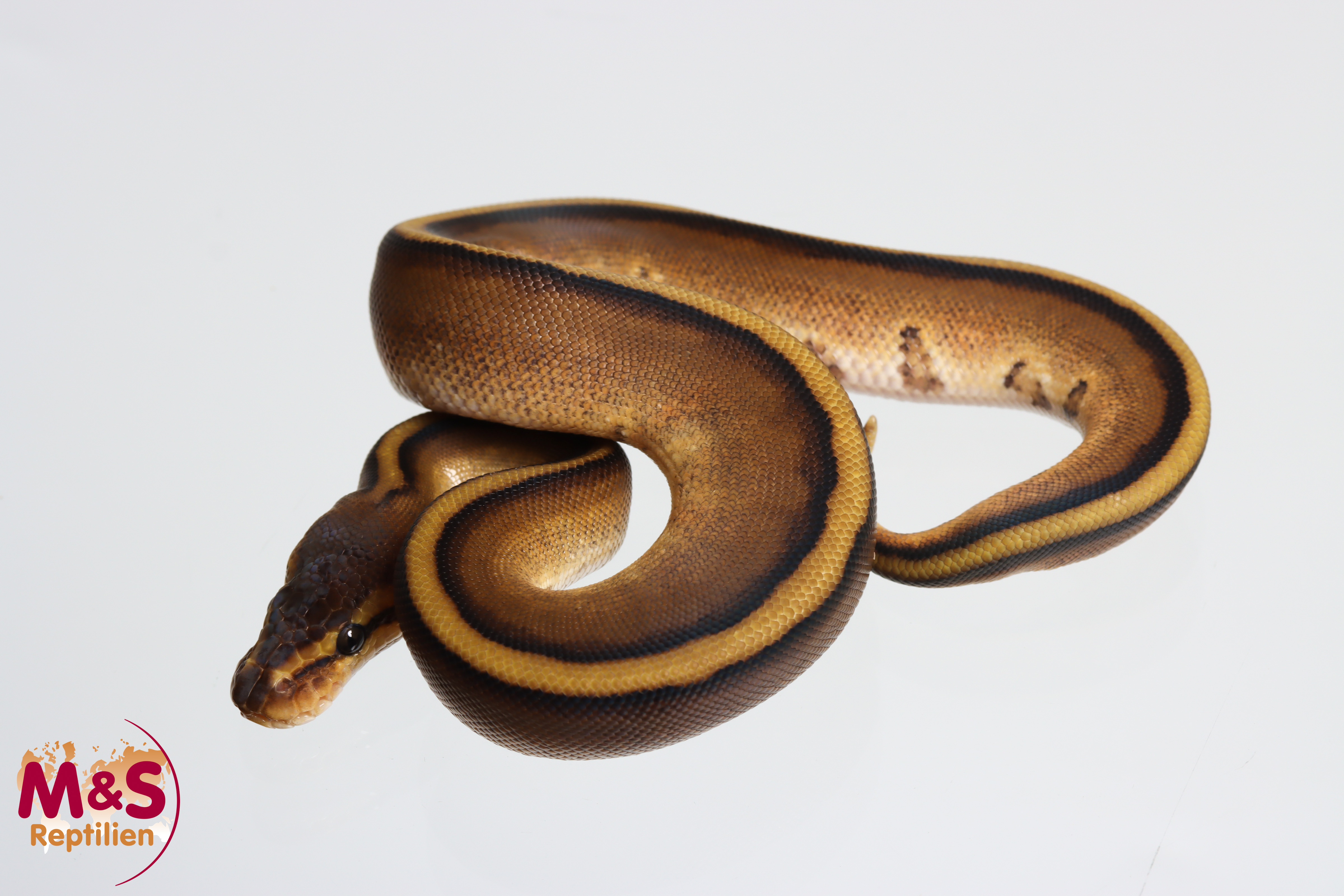 1.0 (Male) Genetic Stripe Königspython NZ' M&S 26 Python regius