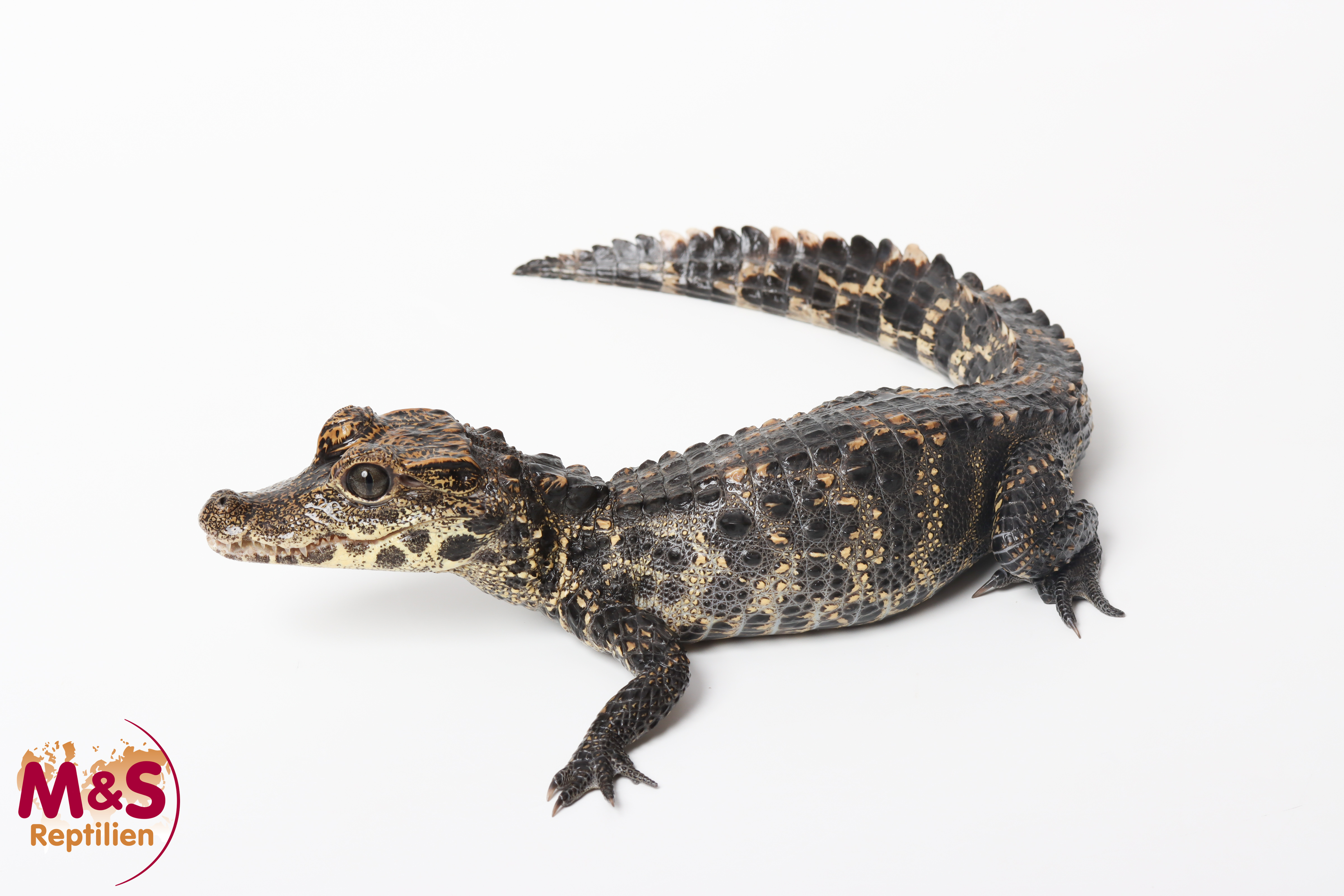 Stumpfkrokodil ( 48 cm) NZ' 24 Osteolaemus tetraspis (Originalbild)