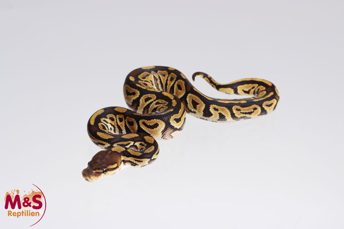 0.1 (Female) Bongo 100% hetero für Clown Königspython NZ´M&S´23 Python regius