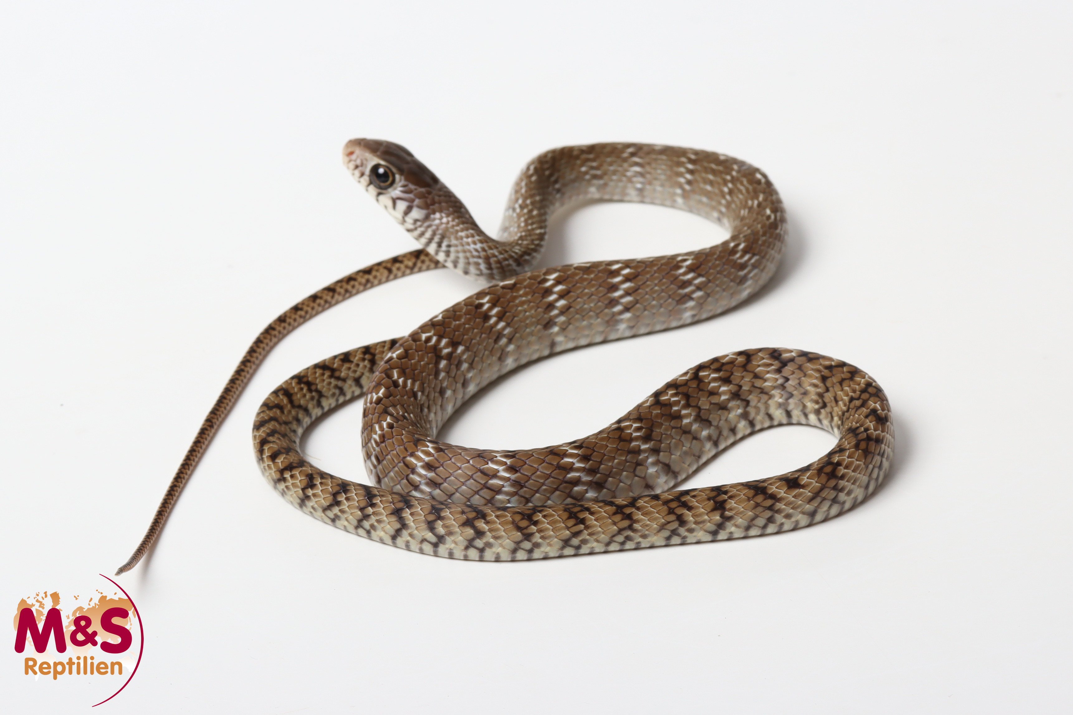0.1 (Female) Gebänderte Rattenschlange 66% poss het T-/T+ NZ´25 (ca. 80-100 cm) Ptyas mucosa