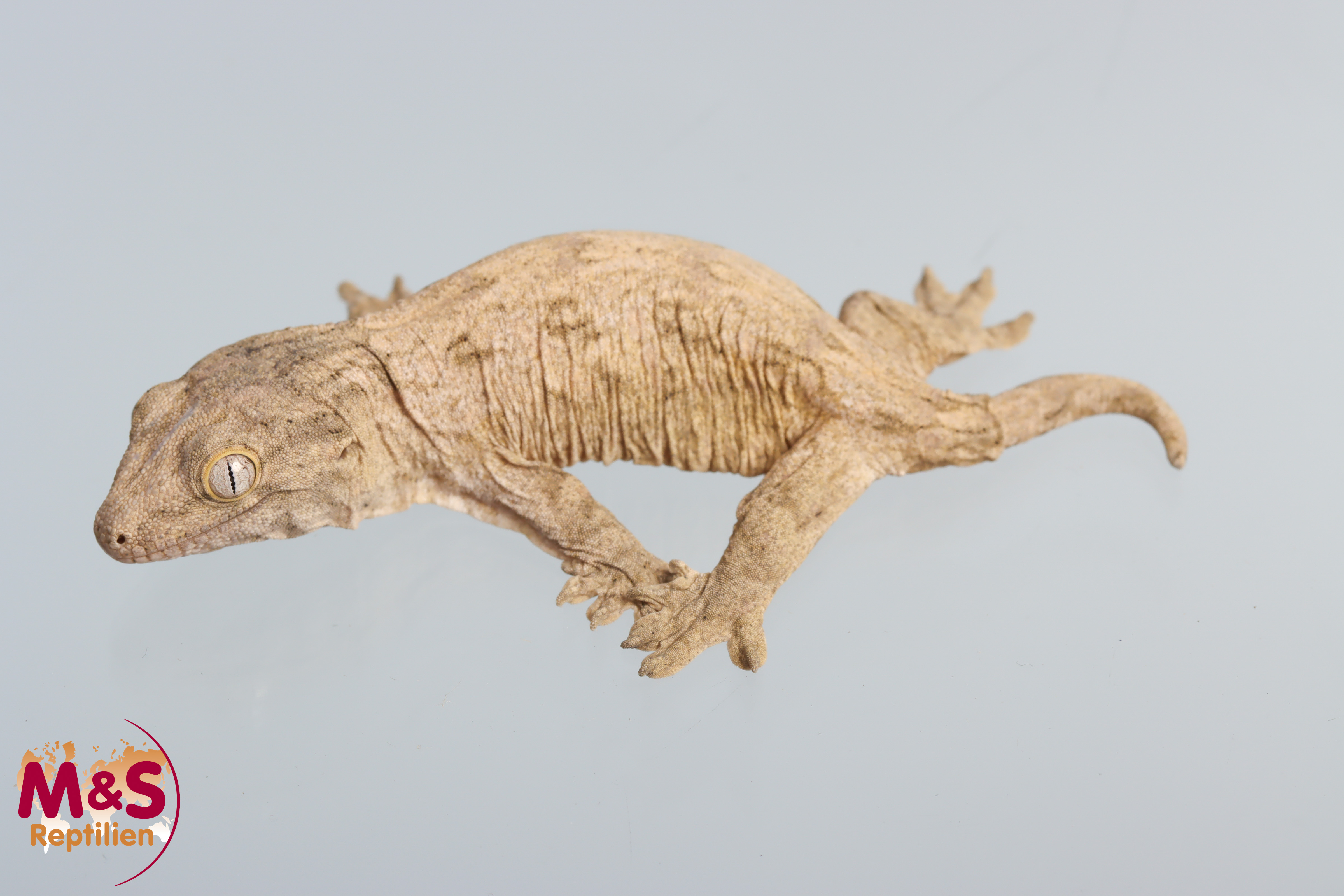 1.0 (Male) Riesengecko -Green high Pattern- (small-medium) NZ´ 24 Rhaco. leachianus (Originalbild+Bi