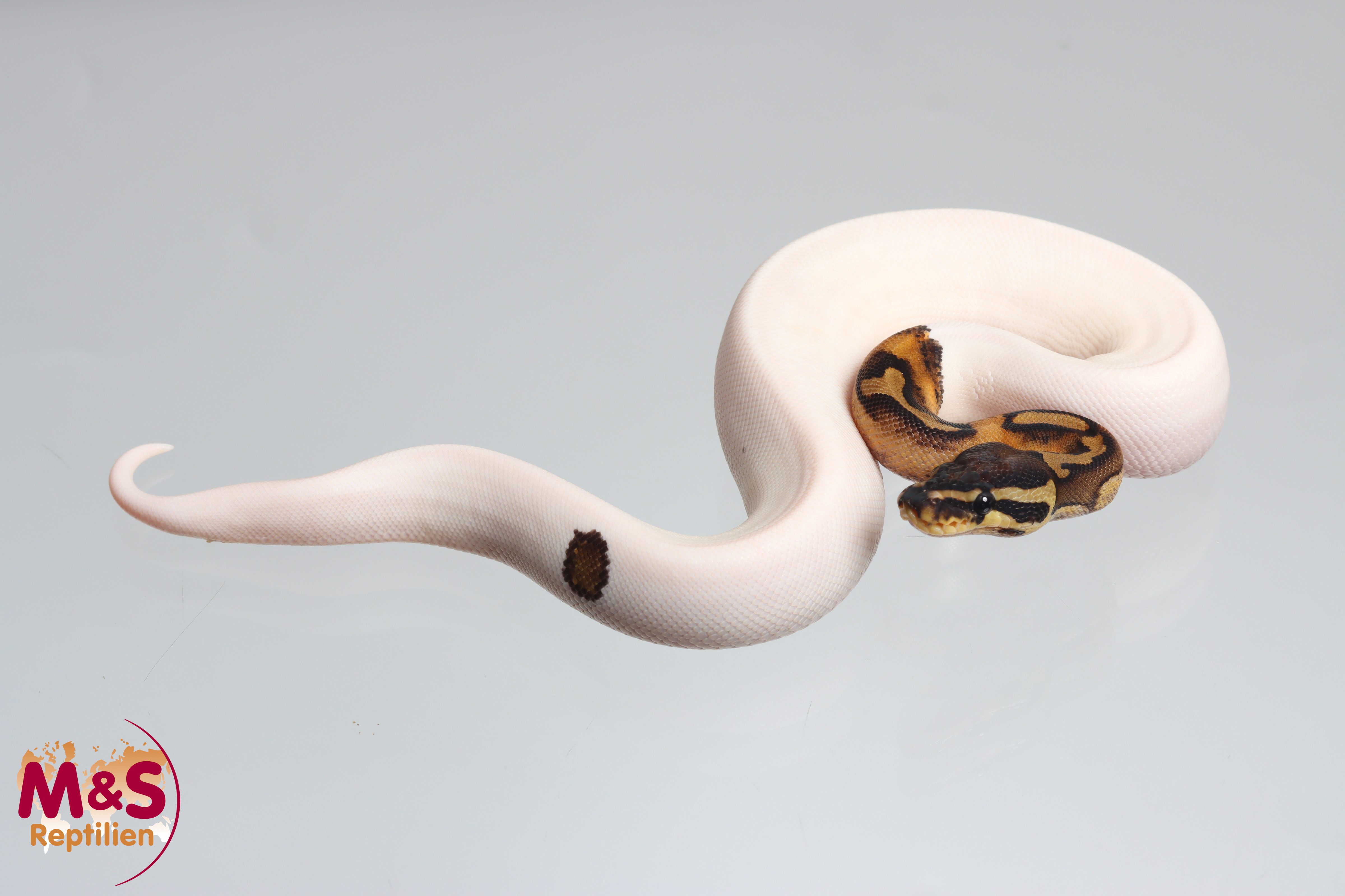 0.1 (Female) Piebald Königspython DNZ´25 Python regius